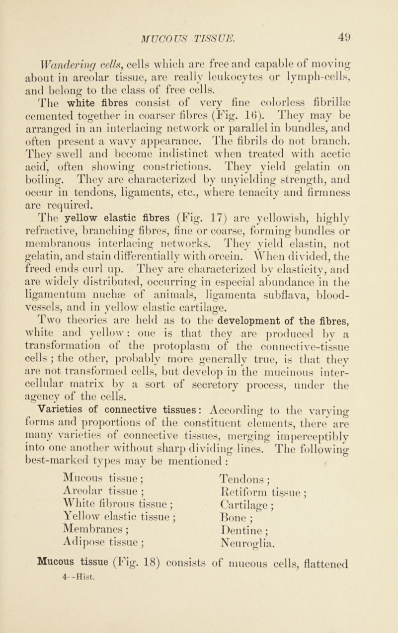 MUCOUS TISSUE. 41) Wandering cells, cells which are free and capable of moving about in areolar tissue, are really leukocytes or lymph-cells, and belong to the class of free cells. The white fibres consist of very fine colorless fibrillse cemented together in coarser fibres (Tig. 16). They may be arranged in an interlacing network or parallel in bundles, and often present a wavy appearance. The fibrils do not branch. They swell and become indistinct when treated with acetic acid, often showing constrictions. They yield gelatin on boiling. They are characterized by unyielding strength, and occur in tendons, ligaments, etc., where tenacity and firmness are required. The yellow elastic fibres (Fig. 17) are yellowish, highly refractive, branching fibres, fine or coarse, forming bundles or membranous interlacing networks. They yield elastin, not gelatin, and stain differentially with orcein. When divided, the freed ends curl up. They are characterized by elasticity, and are widely distributed, occurring in especial abundance in the ligamentum nuchse of animals, ligamenta subfiava, blood- vessels, and in yellow elastic cartilage. Two theories are held as to the development of the fibres, white and yellow: one is that they are produced by a transformation of the protoplasm of the connective-tissue cells ; the other, probably more generally true, is that they are not transformed cells, but develop in the mucinous inter- cellular matrix by a sort of secretory process, under the agency of the cells. Varieties of connective tissues: According to the varying forms and proportions of the constituent elements, there are many varieties of connective tissues, merging imperceptibly into one another without sharp dividing lines. The following best-marked types may be mentioned : Mucous tissue; Areolar tissue ; Wrl iite fibrous tissue; Yellow elastic tissue; Membranes; Adipose tissue; Tendons; Retiform tissue; Cartilage; Bone ; Dentine; Neuroglia. Mucous tissue (Fig. 18) consists of mucous cells, flattened 4--Ilist.