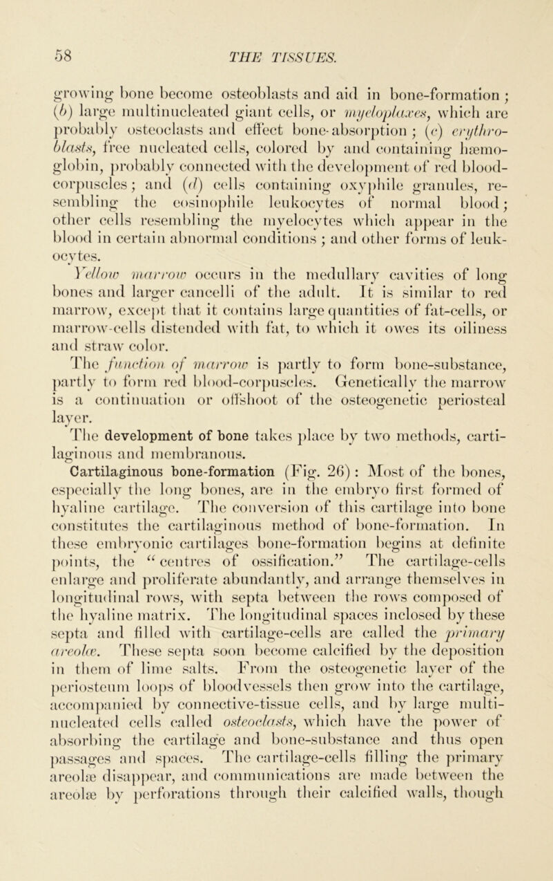 growing bone become osteoblasts and aid in bone-formation ; (b) large mnltinucleated giant cells, or myeloplaxes, which are probably osteoclasts and effect bone-absorption ; (c) erythro- blasts, free nucleated cells, colored by and containing haemo- globin, probably connected with the development of red blood- corpuscles ; and (d) colls containing oxyphile granules, re- sembling the eosinophile leukocytes of normal blood; other cells resembling the myelocytes which appear in the blood in certain abnormal conditions ; and other forms of leuk- ocytes. %/ Yellow marrow occurs in the medullary cavities of Ions: bones and larger cancelli of the adult. It is similar to red marrow, except that it contains large quantities of fat-cells, or marrow-cells distended with fat, to which it owes its oiliness and straw color. The function of marrow is partly to form bone-substance, partly to form red blood-corpuscles. Genetically the marrow is a continuation or offshoot of the osteogenetic periosteal layer. The development of bone takes place by two methods, carti- laginous and membranous. Cartilaginous bone-formation (Fig. 26) : Most of the bones, especially the long bones, are in the embryo first formed of hyaline cartilage. The conversion of this cartilage into bone constitutes the cartilaginous method of bone-formation. In these embryonic cartilages bone-formation begins at definite points, the “ centres of ossification.” The cartilage-cells enlarge and proliferate abundantly, and arrange themselves in longitudinal rows, with septa between the rows composed of the hyaline matrix. The longitudinal spaces inclosed by these septa and filled with cartilage-cells are called the primary areolae. These septa soon become calcified by the deposition in them of lime salts. From the osteogenetic layer of the periosteum loops of bloodvessels then grow into the cartilage, accompanied by connective-tissue cells, and by large multi- nucleated cells called osteoclasts, which have the power of absorbing the cartilage and bone-substance and thus open passages and spaces. The cartilage-cells filling the primary areolae disappear, and communications are made between the areolae by perforations through their calcified walls, though