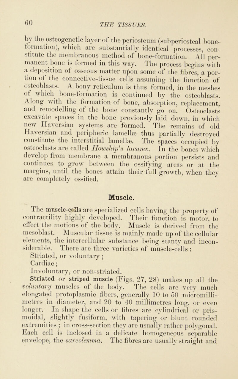 b} the osteogenetic layer of the periosteum (subperiosteal bone- formation), which are substantially identical processes, con- stitute the membranous method of bone-formation. All per- manent bone is formed in this way. t he process begins with a deposition of osseous matter upon some of the fibres, a por- tion of the connective-tissue cells assuming the function of osteoblasts. A bony reticulum is thus formed, m the meshes of which bone-formation is continued by the osteoblasts. Along with the formation of bone, absorption, replacement, and remodelling ot the bone constantly go on. Osteoclasts excavate spaces in the bone previously laid down, in which new Haversian systems are formed. The remains of old Haversian and peripheric lamellae thus partially destroyed constitute the interstitial lamellae. The spaces occupied by osteoclasts are called Howship’s lacunae. In the bones which develop from membrane a membranous portion persists and continues to grow between the ossifying areas or at the margins, until the bones attain their full growth, when they are completely ossified. Muscle. 1 he muscle-cells are specialized cells having the property of contractility highly developed. Their function is motor, to effect the motions of the body. Muscle is derived from the mesoblast. Muscular tissue is mainly made up of the cellular elements, the intercellular substance being scanty and incon- siderable. There are three varieties of muscle-cells: Striated, or voluntary; Cardiac; Involuntary, or non-striated. Striated or striped muscle (Figs. 27, 28) makes up all the voluntary muscles of the body. The cells are very much elongated protoplasmic fibers, generally 10 to 50 micromilli- metres in diameter, and 20 to 10 millimetres loner, or even longer. In shape the cells or fibres are cylindrical or pris- moidal, slightly fusiform, with tapering or blunt rounded extremities ; in cross-section they are usually rather polygonal. Each cell is inclosed in a delicate homogeneous separable envelope, the sarcolemma. The fibres are usually straight and