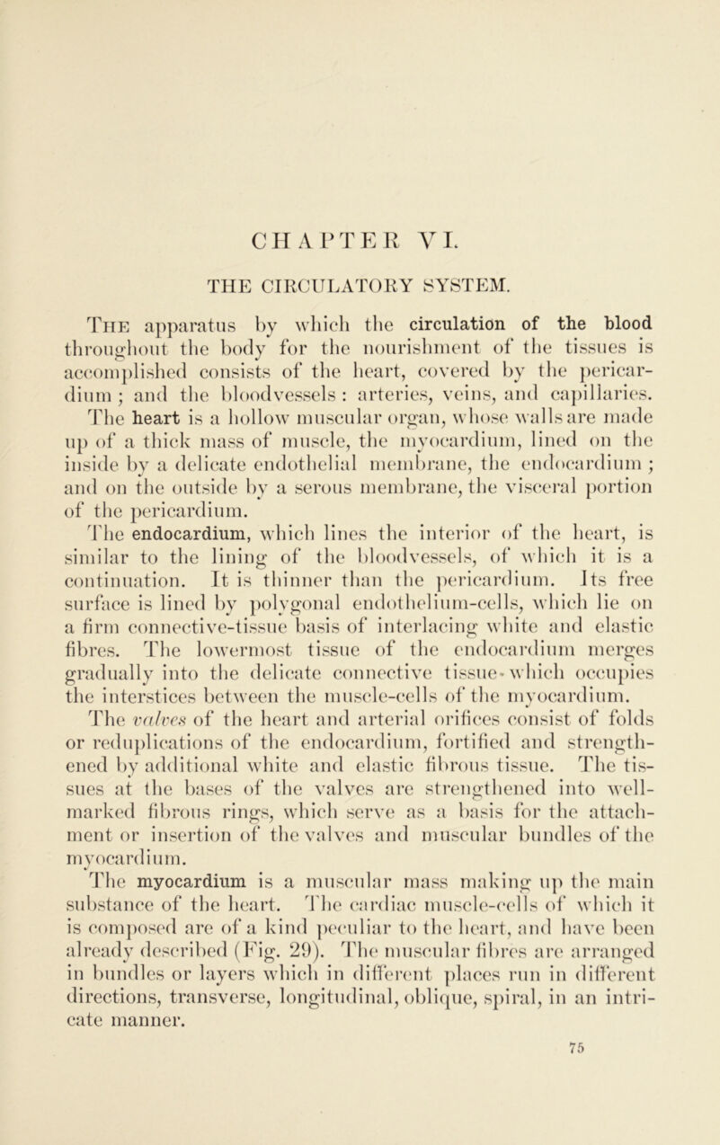 CHAPTER A7 I. THE CIRCULATORY SYSTEM. The apparatus by which the circulation of the blood throughout the body for the nourishment of the tissues is accomplished consists of the heart, covered by the pericar- dium ; and the bloodvessels : arteries, veins, and capillaries. The heart is a hollow muscular organ, whose walls are made up of a thick mass of muscle, the myocardium, lined on the inside by a delicate endothelial membrane, the endocardium ; and on the outside by a serous membrane, the visceral portion of the pericardium. The endocardium, which lines the interior of the heart, is similar to the lining of the bloodvessels, of which it is a continuation. It is thinner than the pericardium. Its free surface is lined by polygonal endothelium-cells, which lie on a firm connective-tissue basis of interlacing white and elastic fibi 'es. The lowermost tissue of the endocardium merges gradually into the delicate connective tissue* which occupies the interstices between the muscle-cells of the myocardium. The valves of the heart and arterial orifices consist of folds or reduplications of the endocardium, fortified and strength- ened by additional white and elastic fibrous tissue. The tis- sues at the bases of the valves are strengthened into well- marked fibrous rings, which serve as a basis for the attach- ment or insertion of the valves and muscular bundles of the myocardium. The myocardium is a muscular mass making up the main substance of the heart. The cardiac muscle-cells of which it is composed are of a kind peculiar to the heart, and have been already described (Fig. 29). The muscular fibres are arranged in bundles or layers which in different places run in different directions, transverse, longitudinal, oblique, spiral, in an intri- cate manner.