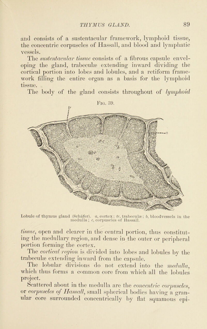 and consists of a sustentacular framework, lymphoid tissue, the concentric corpuscles of Hassall, and blood and lymphatic vessels. The sustentacular tissue consists of a fibrous capsule envel- oping the gland, trabeculae extending inward dividing the cortical portion into lobes and lobules, and a retiform frame- work filling the entire organ as a basis for the lymphoid tissue. The body of the gland consists throughout of lymphoid Fig. 39. tr a Lobule of thymus gland (Schiifer). a, cortex; tr, trabeculae; b, bloodvessels in the medulla ; c, corpuscles of Hassall. tissue, open and clearer in the central portion, thus constitut- ing the medullary region, and dense in the outer or peripheral portion forming the cortex. The cortical region is divided into lobes and lobules by the trabeculae extending inward from the capsule. The lobular divisions do not extend into the medulla, which thus forms a common core from which all the lobules project. Scattered about in the medulla are the concentric corpuscles, or corpuscles of Hassall, small spherical bodies having a gran- ular core surrounded concentrically by flat squamous epi-