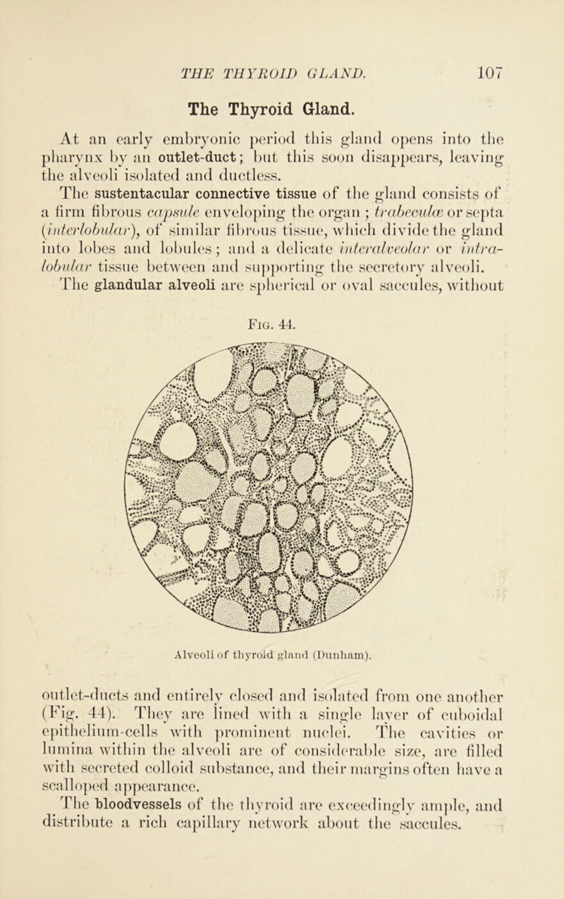 The Thyroid Gland. At an early embryonic period this gland opens into the pharynx by an outlet-duct; but this soon disappears, leaving the alveoli isolated and ductless. The sustentacular connective tissue of the gland consists of a firm fibrous capsule enveloping the organ ; trabeculae or septa (interlobular), of similar fibrous tissue, which divide the gland into lobes and lobules; and a delicate interalveolar or intra- lobular tissue between and supporting the secretory alveoli. The glandular alveoli are spherical or oval saccules, without Fig. 44. Alveoli of thyroid gland (Dunham). outlet-ducts and entirely closed and isolated from one another (Fig. 44). They are lined with a single layer of cuboidal epithelium-cells with prominent nuclei. The cavities or lumina within the alveoli arc of considerable size, are filled with secreted colloid substance, and their margins often have a scalloped appearance. The bloodvessels of the thyroid are exceedingly ample, and distribute a rich capillary network about the saccules.