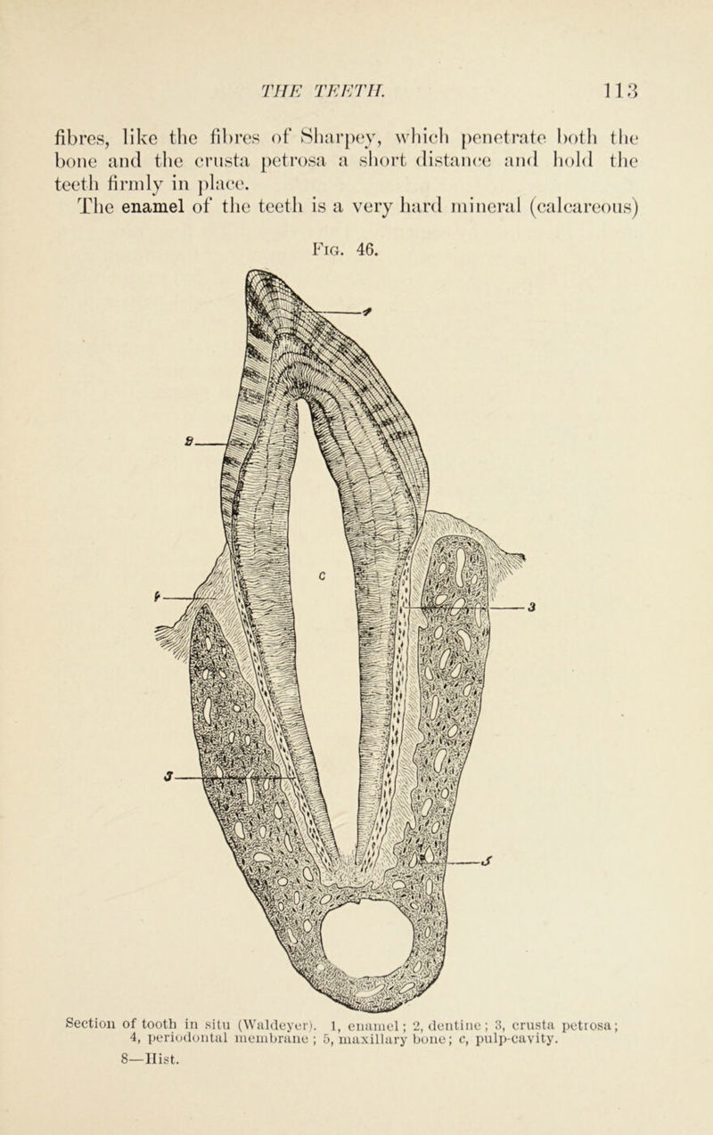 fibres, like the fibres of Sharpey, which penetrate both the bone and the crusta petrosa a short distance and hold the teeth firmly in place. The enamel of the teeth is a very hard mineral (calcareous) Fig. 46. Section of tooth in situ (Waldeyer). 1, enamel; 2, dentine; 3, crusta petrosa; 4, periodontal membrane ; 5, maxillary bone; c, pulp-cavity. 8—Hist.