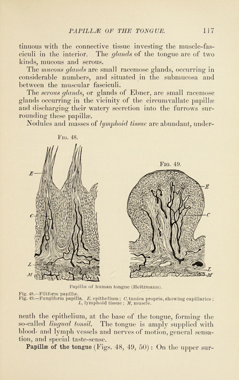 tinuous with the connective tissue investing the muscle-fas- ciculi in the interior. The glands of the tongue are of two kinds, mucous and serous. The mucous glands are small racemose glands, occurring in considerable numbers, and situated in the submucosa and between the muscular fasciculi. The serous glands, or glands of Elmer, are small racemose glands occurring in the vicinity of the circumvallate papillae and discharging their watery secretion into the furrows sur- rounding these papillae. Nodules and masses of lymphoid tissue are abundant, under- Fig. 48. Papillae of human tongue (lleitzmann). Fig. 48.—Filiform papillae. Fig. 49.—Fungiform papilla. E, epithelium; C, tunica propria, showing capillaries ; L, lymphoid tissue; M, muscle. neath the epithelium, at the base of the tongue, forming the so-called lingual tonsil. The tongue is amply supplied with blood- and lymph vessels and nerves of motion, general sensa- tion, and special taste-sense. Papillae of the tongue (Figs. 48, 49, 50) : On the upper sur-