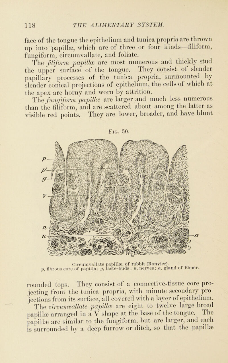 face of the tongue the epithelium and tunica propria are thrown up into papillae, which are of three or four kinds—filiform, fungiform, circumvallate, and foliate. The filiform papillae are most numerous and thickly stud the upper surface of the tongue. 1 hey consist of slender papillary processes of the tunica propria, surmounted by slender conical projections of epithelium, the cells of which at the apex are horny and worn by attrition. The fungiform papillae are larger and much less numerous than the filiform, and are scattered about among the latter as visible red points. They are lower, broader, and have blunt Fig. 50. Circumvallate papillae, of rabbit (Ranvier). p, fibrous core of papilla; g, taste-buds ; n, nerves; a, gland of Ebner. rounded tops. They consist of a connective-tissue core pro- jecting from the tunica propria, with minute secondary pro- jections from its surface, all covered with a layer of epithelium. The circumvallate papillce are eight to twelve large broad papillae arranged in a V shape at the base of the tongue. The papillae are similar to the fungiform, but are larger, and each is surrounded by a dee]) furrow or ditch,, so that the papillae