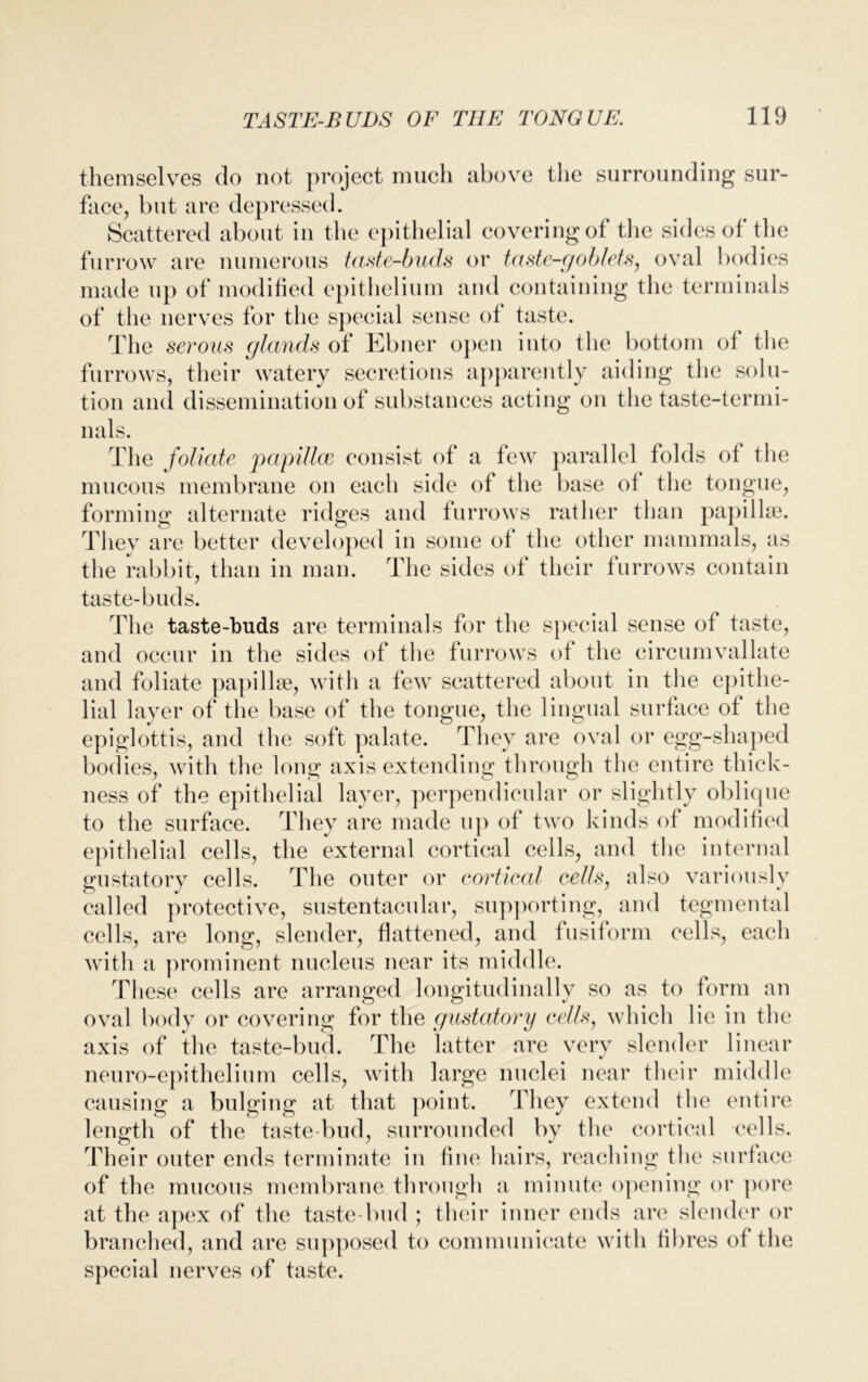 themselves do not project much above the surrounding sur- face, but are depressed. Scattered about in the epithelial covering of the sides of the furrow are numerous taste-buds or taste-goblets, oval bodies made up of modified epithelium and containing the terminals of the nerves for the special sense of taste. The serous glands of Ebner open into the bottom of the furrows, their watery secretions apparently aiding the solu- tion ami dissemination of substances acting on the taste-termi- nals. The foliate papillae consist of a few parallel folds of the mucous membrane on each side of the base of the tongue, forming alternate ridges and furrows rather than papillae. They are better developed in some of the other mammals, as the rabbit, than in man. The sides of their furrows contain taste-buds. The taste-buds are terminals for the special sense of taste, and occur in the sides of the furrows of the eircumvallate and foliate papillae, with a few scattered about in the epithe- lial layer of the base of the tongue, the lingual surface of the epiglottis, and the soft palate. They are oval or egg-shaped bodies, with the long axis extending through the entire thick- ness of the epithelial layer, perpendicular or slightly oblique to the surface. They are made up of two kinds of modified epithelial cells, the external cortical cells, and the internal gustatory cells. The outer or cortical cells, also variously called protective, sustentacular, supporting, and tegmental cells, are long, slender, flattened, and fusiform cells, each with a prominent nucleus near its middle. These cells are arranged longitudinally so as to form an oval body or covering for the gustatory cells, which lie in the axis of the taste-bud. The latter are very slender linear neuro-epithelium cells, with large nuclei near their middle causing a bulging at that point. They extend the entire length of the taste bud, surrounded by the cortical cells. Their outer ends terminate in fine hairs, reaching the surface of the mucous membrane through a minute opening or pore at the apex of the taste-bud ; their inner ends are slender or branched, and are supposed to communicate with fibres of the special nerves of taste.