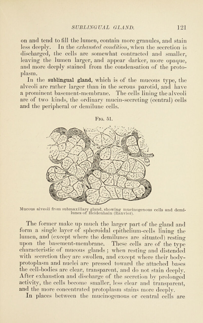 on and tend to fill the lumen, contain more granules, and stain less deeply. In the exhausted condition, when the secretion is discharged, the cells are somewhat contracted and smaller, leaving the lumen larger, and appear darker, more opaque, and more deeply stained from the condensation of the proto- plasm. In the sublingual gland, which is of the mucous type, the alveoli are rather larger than in the serous parotid, and have a prominent basement-membrane. The cells lining the alveoli are of two kinds, the ordinary mucin-secreting (central) cells and the peripheral or demilune cells. Fig. 51. Mucous alveoli from submaxillary gland, showing mueinogenous cells and demi- lunes of Heidenliain (Ranvier). The fc inner make up much the larger part of the gland and form a single layer of spheroidal epithelium-cells lining the lumen, and (except where the demilunes are situated) resting upon the basement-membrane. These cells are of the type characteristic of mucous glands ; when resting and distended with secretion they are swollen, and except where their bodv- protoplasm and nuclei are pressed toward the attached bases the cell-bodies are clear, transparent, and do not stain deeply. After exhaustion and discharge of the secretion bv prolonged activity, the cells become smaller, less clear and transparent, and the more concentrated protoplasm stains more deeply. In places between the mueinogenous or central cells are