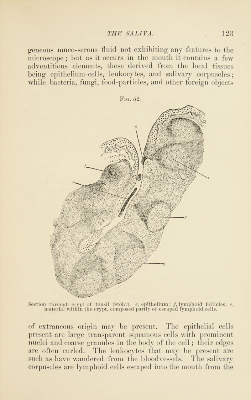 geneous muco-serous fluid not exhibiting any features to the microscope; but as it occurs in the mouth it contains a few adventitious elements, those derived from the local tissues being epithelium-cells, leukocytes, and salivary corpuscles; while bacteria, fungi, food-particles, and other foreign objects Fig. 52. Section through crypt of tonsil (Stohr). e, epithelium; /.lymphoid follicles; «, material within the crypt, composed partly of escaped lymphoid cells. of extraneous origin may be present. flic epithelial cells present are large transparent squamous cells with prominent nuclei and coarse granules in the body of the cell ; their edges are often curled. The leukocytes that may be present are such as have wandered from the bloodvessels. The salivary %/ corpuscles are lymphoid cells escaped into the mouth from the