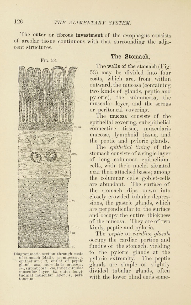 1 he outer or fibrous investment of the oesophagus consists of areolar tissue continuous with that surrounding the adja- cent structures. Diagrammatic section through coats of stomach (Mall), m, mucosa; e, epithelium; d, outlet of peptic gland; mm, muscularis mucosa?; sm, submucosa; cm, inner circular muscular layer; Im, outer longi- tudinal muscular layer; s , peri- toneum. The Stomach. The walls of the stomach (Fig. 53) may he divided into four coats, which are, from within outward, the mucosa (containing two kinds of glands, peptic and pyloric), the submucosa, the muscular layer, and the serous or peritoneal covering. The mucosa consists of the epithelial covering, subepithelial connective tissue, muscularis mucosae, lymphoid tissue, and the peptic and pyloric glands. The epithelial lining of the stomach consists of a single layer of long columnar epithelium- cells, with their nuclei situated near their attached bases ; among the columnar cells goblet-cells are abundant. The surface of the stomach dips down into closely crowded tubular depres- sions, the gastric glands, which are perpendicular to the surface and occupy the entire thickness of the mucosa. They are of two kinds, peptic and pyloric. The peptic or cardiac glands occupy the cardiac portion and fundus of the stomach, yielding to the pyloric glands at the pyloric extremity. The peptic glands are simple or slightly divided tubular glands, often with the lower blind ends some-