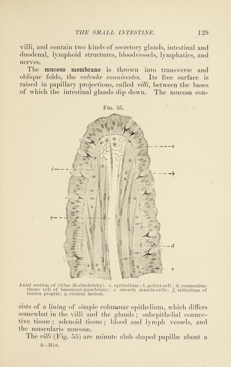 villi, and contain two kinds of secretory glands, intestinal and duodenal, lymphoid structures, bloodvessels, lymphatics, and nerves. The mucous membrane is thrown into transverse and oblique folds, the valvulce conniventes. Its free surface is raised in papillary projections, called villi, between the bases of which the intestinal glands dip down. The mucosa con- Fig. 55. Axial section of villus (Kultschitzky). a, epithelium ; b, goblet-cell ; d, connective- tissue cell of basement-membrane; e, smooth muscle-cells; f, reticulum of tunica propria; g} central lacteal. sists of a lining of simple columnar epithelium, which differs somewhat in the villi and the glands; subepithelial connec- tive tissue; adenoid tissue; blood and lymph vessels, and the muscularis mucosae. The villi (Fig. 55) are minute club-shaped papillae about a 9—Hist,