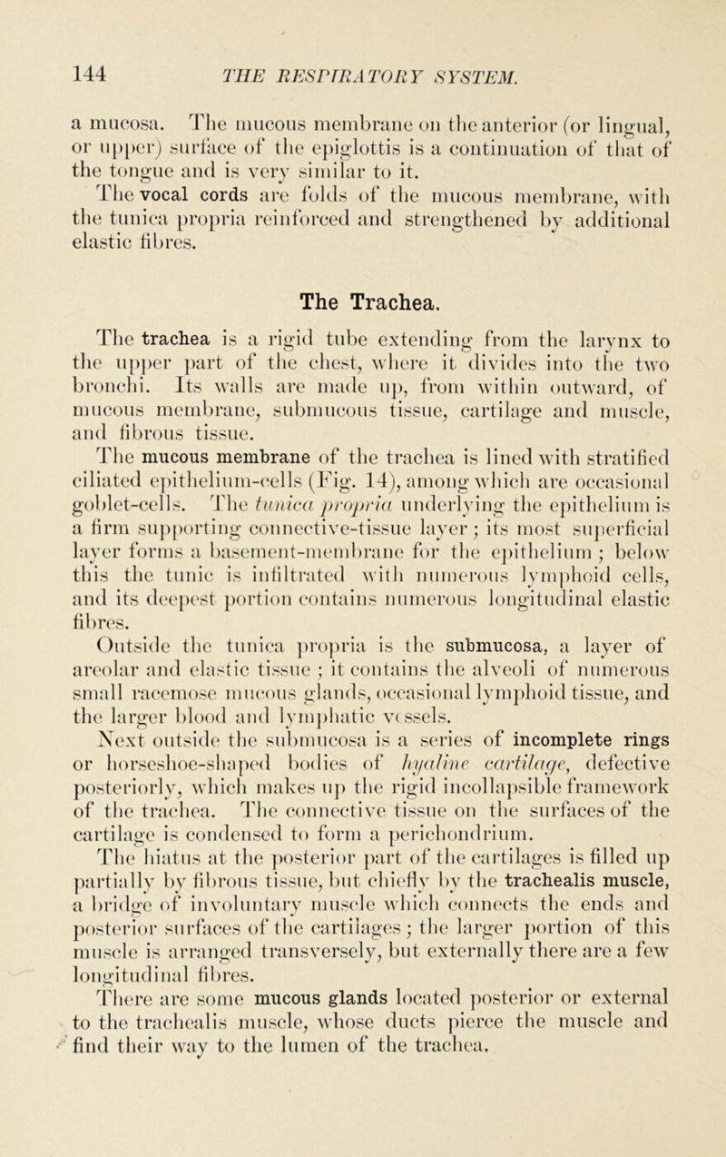a m ucos sa. The mucous membrane on the anterior (or lingual, ' o / 3r) surface of the epiglottis is a continuation of that of or upper) suriace oi tne epig, the tongue and is very similar to it. 1 he vocal cords are folds of the mucous membrane, with the tunica propria reinforced and strengthened by additional elastic fibres. The Trachea. The trachea is a rigid tube extending from the larynx to the upper part of the chest, where it divides into the two bronchi. Its walls are made up, from within outward, of mucous membrane, submucous tissue, cartilage and muscle, and fibrous tissue. The mucous membrane of the trachea is lined with stratified ciliated epithelium-cells (Fig. 14), among which are occasional goblet-cells. The tunica propria underlying the epithelium is a firm supporting connective-tissue layer; its most superficial layer forms a basement-membrane for the epithelium ; below this the tunic is infiltrated with numerous lymphoid cells, and its deepest portion contains numerous longitudinal elastic fibres. Outside the tunica propria is the submucosa, a layer of areolar and elastic tissue ; it contains the alveoli of numerous small racemose mucous glands, occasional lymphoid tissue, and the larger blood and lymphatic vessels. Next outside the submucosa is a series of incomplete rings or horseshoe-shaped bodies of hyaline cartilage, defective posteriorly, which makes up the rigid incollapsible framework of the trachea. The connective tissue on the surfaces of the cartilage is condensed to form a perichondrium. The hiatus at the posterior part of the cartilages is filled up partially by fibrous tissue, but chiefly by the trachealis muscle, a bridge of involuntary muscle which connects the ends and posterior surfaces of the cartilages; the larger portion of this muscle is arranged transversely, but externally there are a fewr longitudinal fibres. There are some mucous glands located posterior or external to the trachealis muscle, whose ducts pierce the muscle and find their way to the lumen of the trachea.