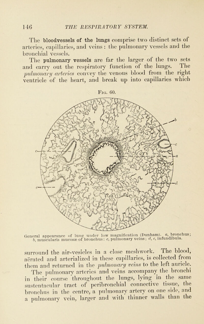 The bloodvessels of the lungs comprise two distinct sets of arteries, capillaries, and veins : the pulmonary vessels and the bronchial vessels. The pulmonary vessels are far the larger of the two sets and carry out the respiratory function of the lungs. 1 he pulmonary arteries convey the venous blood from the right ventricle of the heart, and break up into capillaries which Fig. 60. General appearance of lung under low magnification (Dunham). bronchus, b, muscularis mucosae of bronchus: c, pulmonary veins; d, e, infundibula. surround the air-vesicles in a close meshwork. Tne blood, aerated and arterialized in these capillaries, is collected from them and returned in the pulmonary veins to the left auricle. The pulmonary arteries and veins accompany the bronchi in their course throughout the lungs, lying in the same sustentacular tract of peribronchial connective tissue, the bronchus in the centre, a pulmonary artery on one side, and a pulmonary vein, larger and with thinner walls than the