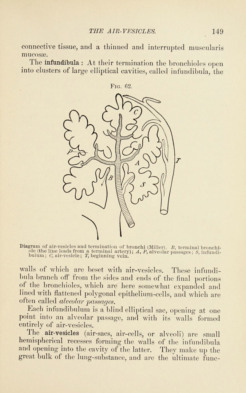 connective tissue, and a thinned and interrupted muscularis mucosae. I lie infundibula : At their termination the bronchioles open into clusters of large elliptical cavities, called infundibula, the Fig. 02. Diagram of air-vesicles and termination of bronchi (Miller). B, terminal bronchi- ole (the line leads from a terminal artery); A, P, alveolar passages; S, infundi- bulum ; C, air-vesicle; T, beginning vein. walls of which are beset with air-vesicles. These infundi- bula branch off from the sides and ends of the final portions of the bronchioles, which are here somewhat expanded and lined with flattened polygonal epithelium-cells, and which are often called alveolar passages. Ibach infundibulum is a blind elliptical sac, opening at one point into an alveolar passage, and with its walls formed entirely of air-vesicles. I he air-vesicles (air-sacs, air-cells, or alveoli) are small hemispherical recesses forming the walls of the infundibula and opening into the cavity of the latter. They make up the great bulk of the lung-substance, and are the ultimate func-