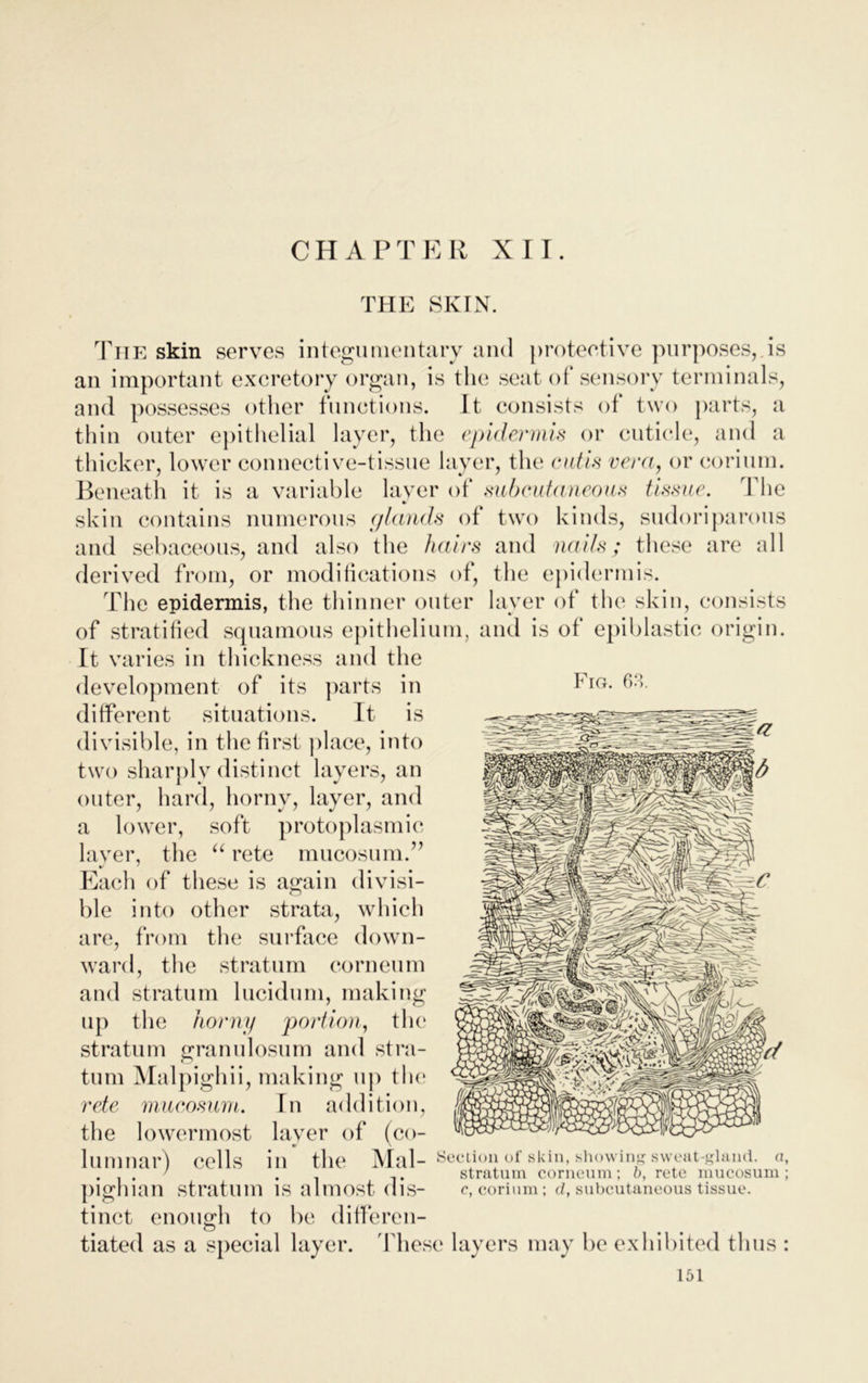 CHAPTER XII. THE SKIN. The skin serves integumentary and protective purposes, is an important excretory organ, is the seat of sensory terminals, and possesses other functions. It consists of two parts, a thin outer epithelial layer, the epidermis or cuticle, and a thicker, lower connective-tissue layer, the cutis vera, or eorium. Beneath it is a variable layer of subcutaneous tissue. The skin contains numerous (/lands of two kinds, sudoriparous and sebaceous, and also the hairs and nails; these are all derived from, or modifications of, the epidermis. The epidermis, the thinner outer layer of the skin, consists of stratified squamous epithelium, and is of epiblastic origin. It varies in thickness and the development of its parts in Fro. 63. different situations. It is divisible, in the first place, into two sharply distinct layers, an outer, hard, horny, layer, and a lower, soft protoplasmic layer, the “ rete mucosum.” Each of these is again divisi- ble into other strata, which are, from the surface down- ward, the stratum corneum and stratum lucidum, making up the horny portion, the stratum granulosum and stra- tum Malpighii, making up the rete mucosum. In addition, the lowermost layer of (co- lumnar^ cells 111 the JMal— Section of skill, showing sweat-gland, a, . ' . stratum corneum; b, rete mucosum; pighian stratum IS almost dis- c, eorium; d, subcutaneous tissue. tinct enough to be differen- tiated as a special layer. These layers may be exhibited thus :