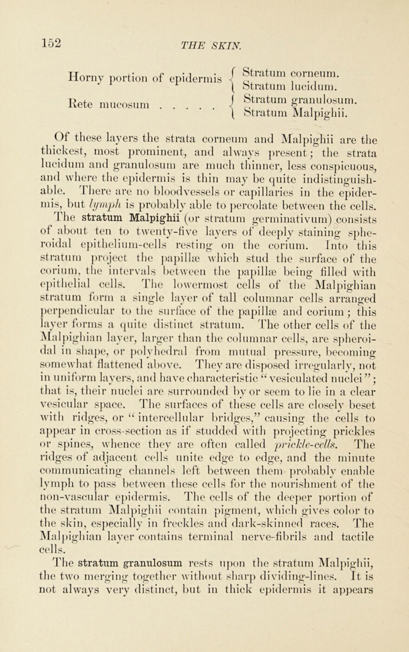 Horny portion of epidermis { ^ntum cornenm. ( btratum lucidum. Rete mucosum i Stratum granulosum. { btratum Malpighii. Of these layers the strata cornenm and Malpighii are the thickest, most prominent, and always present; the strata lucidum and granulosum are much thinner, less conspicuous, and where the epidermis is thin may be quite indistinguish- able. 1 here are no bloodvessels or capillaries in the epider- mis, but lymph is probably able to percolate between the cells. 1 he stratum Malpighii (or stratum germinativum) consists of about ten to twenty-five layers of deeply staining sphe- roidal epithelium-cells resting on the corium. Into this stratum project the papillae which stud the surface of the corium, the intervals between the papillae being filled with epithelial cells. The lowermost cells of the Malpighian stratum form a single layer of tall columnar cells arranged perpendicular to the surface of the papillae and corium; this layer forms a quite distinct stratum. The other cells of the Malpighian layer, larger than the columnar cells, are spheroi- dal in shape, or polyhedral from mutual pressure, becoming somewhat flattened above. They are disposed irregularly, not in uniform layers, and have characteristic “ vesiculated nuclei ” : that is, their nuclei are surrounded by or seem to lie in a clear vesicular space. The surfaces of these cells are closely beset with ridges, or u intercellular bridges,” causing the cells to appear in cross-section as if studded with projecting prickles or spines, whence they are often called prickle-cells. The ridges of adjacent cells unite edge to edge, and the minute communicating channels left between them probably enable lymph to pass between these cells for the nourishment of the non-vascular epidermis. The cells of the deeper portion of the stratum Malpighii contain pigment, which gives color to the skin, especially in freckles and dark-skinned races. The Malpighian layer contains terminal nerve-fibrils and tactile cells. The stratum granulosum rests upon the stratum Malpighii, the two merging together without sharp dividing-lines. It is not always very distinct, but in thick epidermis it appears