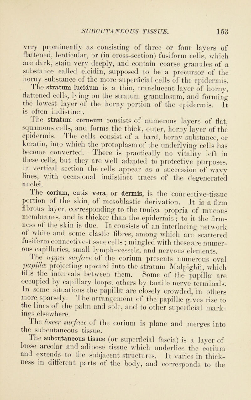 very prominently as consisting of three or four layers of flattened, lenticular, or (in cross-section) fusiform cells, which are dark, stain very deeply, and contain coarse granules of a substance called eleidin, supposed to be a precursor of the horny substance of the more superficial cells of the epidermis. The stratum lucidum is a thin, translucent layer of horny, flattened cells, lying on the stratum granulosum, and forming the lowest layer of the horny portion of the epidermis. It is often indistinct. 1 he stratum corneum consists of numerous layers of flat, squamous cells, and forms the thick, outer, horny layer of the epidermis. 1 he cells consist of a hard, horny substance, or keratin, into which the protoplasm of the underlying cells has become converted. There is practically no vitality left in these cells, but they are well adapted to protective purposes. In vertical section the cells appear as a succession of wavy lines, with occasional indistinct traces of the degenerated nuclei. 1 he corium, cutis vera, or dermis, is the connective-tissue portion of the skin, of mesoblastic derivation. It is a firm fibrous layer, corresponding to the tunica propria of mucous membranes, and is thicker than tin; epidermis ; to it the firm- ness of the skin is due. It consists of an interlacing network of white and some elastic fibres, among which are scattered fusiform connective-tissue cells ; mingled with these are numer- ous capillaries, small lymph-vessels, and nervous elements. ri he upper surface of the corium presents numerous oval papillae, projecting upward into the stratum Malpighii, which fills the intervals between them. Some of the papillae are occupied by capillary loops, others by tactile nerve-terminals. In some situations the papillae are closely crowded, in others more sparsely. The arrangement of the papillae gives rise to the lines of the palm and sole, and to other superficial mark- ings elsewhere. I he lower surface of the corium is plane and merges into the subcutaneous tissue. I h<‘ subcutaneous tissue (or superficial fascia) is a layer of loose areolar and adipose tissue which underlies the corium and extends to the subjacent structures. It varies in thick- ness in different parts ol the body, and corresponds to the