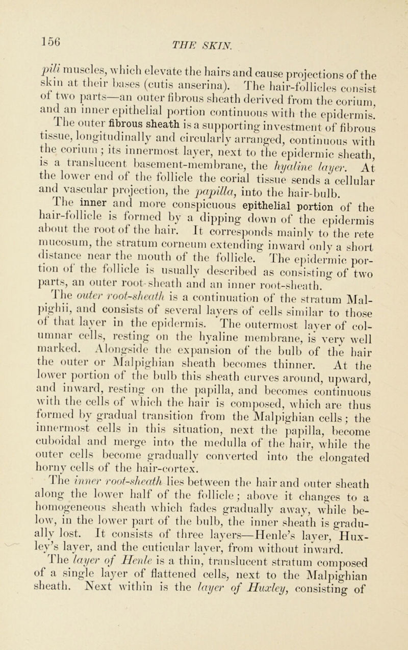 i ~ »** «««,* Luiuuo oncaui uciiveu nom cue conum, an<[ an inner epithelial portion continuous with the epidermis. . 1 outer fibrous sheath is a supporting investment of fibrous tissue, longitudinally and circularly arranged, continuous with the conum; its innermost layer, next to the epidermic sheath, is a translucent basement-membrane, the hyaline layer. At the lower end of the follicle the corial tissue sends a cellular and vascular projection, the papilla, into the hair-bulb. fhe inner and more conspicuous epithelial portion of the hair-follicle is formed by a dipping down of the epidermis about the root of the hair. It corresponds mainly to the rete mucosum, the stratum corneum extending inward only a short distance near the mouth of the follicle. The epidermic por- tion of the follicle is usually described as consisting of two parts, an outer root-sheath and an inner root-sheath. 1 he outer root-sheath is a continuation of the stratum Mal- pighii, and consists of several layers of cells similar to those ot that layer in the epidermis. The outermost layer of col- umnar cells, resting on the hyaline membrane, is very well marked. Alongside the expansion of the bulb of the hair the outer or Malpighian sheath becomes thinner. At the lower portion of the bulb this sheath curves around, upward, and inward, resting on the papilla, and becomes continuous with the cells of which the hair is composed, which are thus formed by gradual transition from the Malpighian cells ; the inneimost cells m this situation, next the papilla, become cuboidal and merge into the medulla of the hair, while the outer cells become gradually converted into the elongated horny cells of the hair-cortex. 1 he inner root-sheath lies between the* hair and outer sheath along the lower half of the follicle; above it changes to a homogeneous sheath which fades gradually away, while be- low, in the lower part of the bulb, the inner sheath is gradu- ally lost. It consists of three layers—Henle’s laver, Hux- ley's layer, and the cuticular layer, from without inward. 1 he layer of Henle is a thin, translucent stratum composed of a single layer of flattened cells, next to the Malpighian sheath. Next within is the layer of Huxley, consisting of