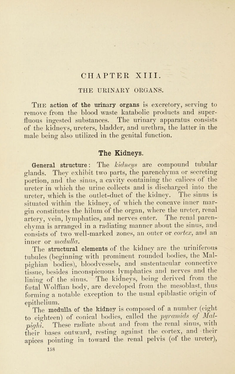 CHAPTER XIII. THE URINARY ORGANS. The action of the urinary organs is excretory, serving to remove from the blood waste katabolic products and super- fluous ingested substances. The urinary apparatus consists of the kidneys, ureters, bladder, and urethra, the latter in the male being also utilized in the genital function. The Kidneys. General structure: The kidneys are compound tubular glands. They exhibit two parts, the parenchyma or secreting portion, and the sinus, a cavity containing the calices of the ureter in which the urine collects and is discharged into the ureter, which is the outlet-duct of the kidney. 1 he sinus is situated within the kidney, of which the concave inner mar- gin constitutes the hilum of the organ, where the ureter, renal artery, vein, lymphatics, and nerves enter. The renal paren- chyma is arranged in a radiating manner about the sinus, and consists of two well-marked zones, an outer or cortex, and an inner or medulla. The structural elements of the kidney are the uriniferous tubules (beginning with prominent rounded bodies, the Mal- pighian bodies), bloodvessels, and sustentacular connective tissue, besides inconspicuous lymphatics and nerves and the lining of the sinus. The kidneys, being derived from the foetal Wolffian body, are developed from the mesoblast, thus forming a notable exception to the usual epiblastic origin of epithelium. The medulla of the kidney is composed of a number (eight to eighteen) of conical bodies, called the pyramids of Mal- pighi. These radiate about and from the renal sinus, with their bases outward, resting against the cortex, and their apices pointing in toward the renal pelvis (of the ureter),