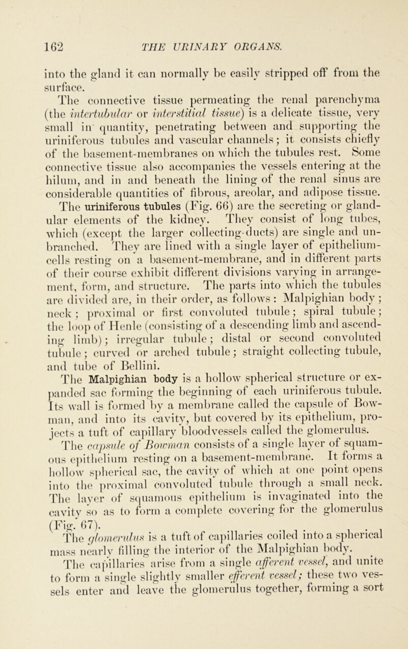 into the gland it can normally be easily stripped off from the surface. The connective tissue permeating the renal parenchyma (the intertubular or interstitial tissue) is a delicate tissue, very small in quantity, penetrating between and supporting the uriniferous tubules and vascular channels; it consists chiefly of the basement-membranes on which the tubules rest. Some connective tissue also accompanies the vessels entering at the hilurn, and in and beneath the lining of the renal sinus are considerable quantities of fibrous, areolar, and adipose tissue. The uriniferous tubules (Fig. 66) are the secreting or gland- ular elements of the kidney. They consist of long tubes, which (except the larger collecting-ducts) are single and un- branched. They are lined with a single layer of epithelium- cells resting on a basement-membrane, and in different parts of their course exhibit different divisions varying in arrange- ment, form, and structure. The parts into which the tubules are divided are, in their order, as follows : Malpighian body ; neck; proximal or first convoluted tubule; spiral tubule; the loop of Henle (consisting of a descending limb and ascend- ing limb); irregular tubule; distal or second convoluted tubule; curved or arched tubule; straight collecting tubule, and tube of Bellini. The Malpighian body is a hollow spherical structure or ex- panded sac forming the beginning of each uriniferous tubule. Its wall is formed by a membrane called the capsule of Bow- man, and into its cavity, but covered by its epithelium, pro- jects a tuft of capillary bloodvessels called the glomerulus. The capsule of Bowman consists of a single layer of squam- ous epithelium resting on a basement-membrane. It forms a hollow spherical sac, the cavity of which at one point opens into the proximal convoluted tubule through a small neck. The layer of squamous epithelium is invaginated into the cavity so as to form a complete covering for the glomerulus (Fig. 67). . . . . The glomerulus is a tuft of capillaries coiled into a spherical mass nearly filling the interior of the Malpighian body. The capillaries arise from a single afferent vessel, and unite to form a single slightly smaller efferent vessel; these two ves- sels enter and leave the glomerulus together, forming a sort