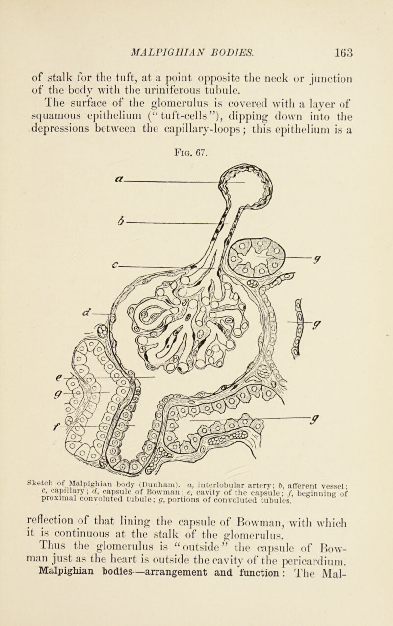 of stalk for the tuft, at a point opposite the neck or junction of the body with the uriniferous tubule. The surface of the glomerulus is covered with a layer of squamous epithelium (“tuft-cells”), dipping down into the depressions between the capillary-loops; this epithelium is a Fig. 67. Sketch of Malpighian body (Dunham), a, interlobular artery; b, afferent vessel; c, capillary; d, capsule of Bowman ; c, cavity of the capsule; /, beginning of proximal convoluted tubule; g, portions of convoluted tubules. reflection of that lining the capsule of Bowman, with which it is continuous at the stalk of the glomerulus. Thus the glomerulus is “outside” the capside of Bow- man just as the heart is outside the cavity of the pericardium. Malpighian bodies—arrangement and function: The Mai-