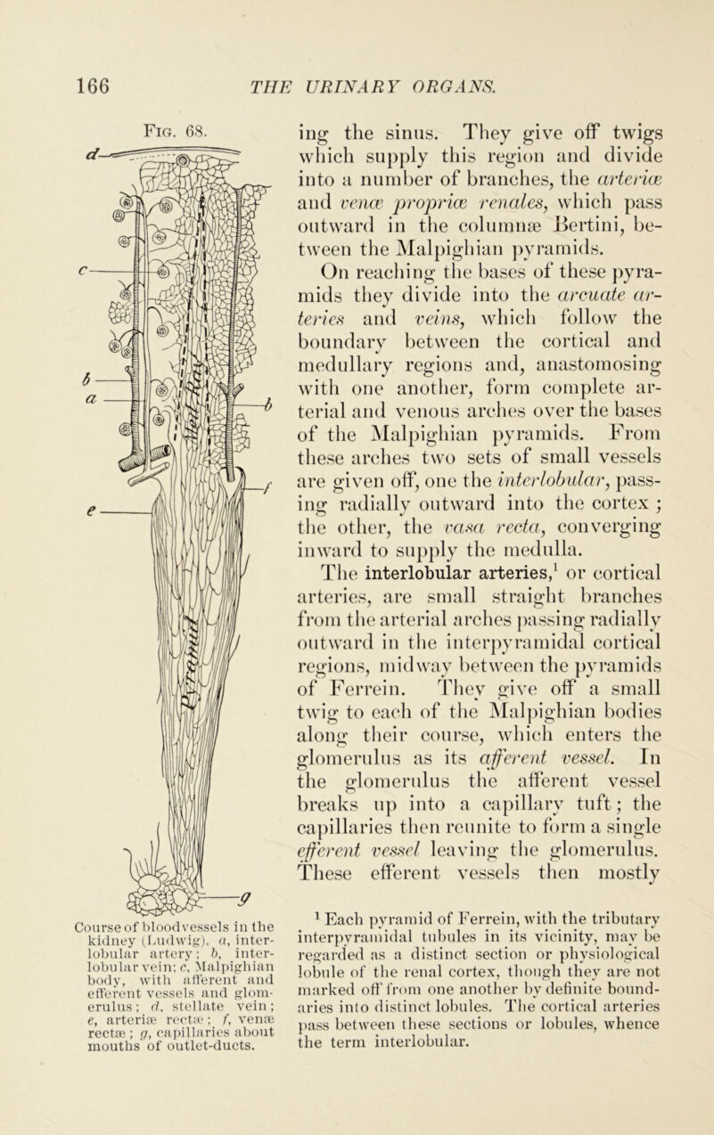 Fig. 68. kidney (Ludwig), a, inter- lobular artery; b, inter- lobular vein; e, Malpighian body, with afferent and efferent vessels and glom- erulus ; (1, stellate vein; e, arteriee rectee; f, venee rectee ; g, capillaries about mouths of outlet-ducts. ing the sinus. They give off twigs which supply this region and divide into a number of branches, the arteriee and venae propria rmales, which pass outward in the columuse Bertini, be- tween the Malpighian pyramids. On reaching the bases of these pyra- mids they divide into the arcuate ar- teries and veins, which follow the boundary between the cortical and medullary regions and, anastomosing with one another, form complete ar- terial and venous arches over the bases of the Malpighian pyramids. From these arches two sets of small vessels are given off, one the interlobular, pass- ing radially outward into the cortex : the other, the vasa recta, converging inward to supply the medulla. The interlobular arteries,1 or cortical arteries, are small straight branches from the arterial arches passing radially outward in the interpyramidal cortical regions, midway between the pyramids of Ferrein. Thev save off a small twig to each of the Malpighian bodies along their course, which enters the glomerulus as its afferent vessel. In the glomerulus the afferent vessel breaks up into a capillary tuft; the capillaries then reunite to form a single efferent vessel leaving the glomerulus. These efferent vessels then mostly 1 Each pyramid of Ferrein, with the tributary interpyramidal tubules in its vicinity, may be regarded as a distinct section or physiological lobule of the renal cortex, though they are not marked off from one another by definite bound- aries into distinct lobules. The cortical arteries pass between these sections or lobules, whence the term interlobular.