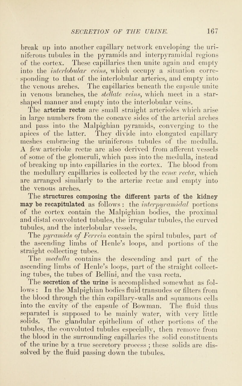 break up into another capillary network enveloping the uri- niferous tubules in the pyramids and interpyrarnidal regions of the cortex. These capillaries then unite again and empty into the interlobular veins, which occupy a situation corre- sponding to that of the interlobular arteries, and empty into the venous arches. The capillaries beneath the capsule unite in venous branches, the stellate veins, which meet in a star- shaped manner and empty into the interlobular veins. The arteriae rectae are small straight arterioles which arise in large numbers from the concave sides of the arterial arches and pass into the Malpighian pyramids, converging to the apices of the latter. They divide into elongated capillary meshes embracing the uriniferous tubules of the medulla. A few arterioke rectae are also derived from afferent vessels of some of the glomeruli, which pass into the medulla, instead of breaking up into capillaries in the cortex. The blood from the medullary capillaries is collected by the venae rectae, which are arranged similarly to the arteriae rectae and empty into the venous arches. The structures composing the different parts of the kidney may be recapitulated as follows : the inter pyramidal portions of the cortex contain the Malpighian bodies, the proximal and distal convoluted tubules, the irregular tubules, the curved tubules, and the interlobular vessels. The pyramids of Ferrein contain the spiral tubules, part of the ascending limbs of Henle’s loops, and portions of the straight collecting tubes. The medulla contains the descending and part of the ascending limbs of Henle’s loops, part of the straight collect- ing tubes, the tubes of Bellini, and the vasa recta. The secretion of the urine is accomplished somewhat as fol- lows : In the Malpighian bodies fluid transudes or filters from the blood through the thin capillary-walls and squamous cells into the cavity of the capsule of Bowman. The fluid thus separated is supposed to be mainly water, with very little solids. The glandular epithelium of other portions of the tubules, the convoluted tubules especially, then remove from the blood in the surrounding capillaries the solid constituents of the urine by a true secretory process ; these solids are dis- solved by the fluid passing down the tubules.