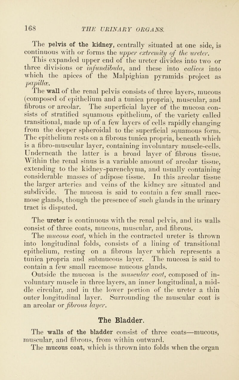 1 he pelvis of the kidney, centrally situated at one side, is continuous with or forms the upper extremity of the ureter. 1 his expanded upper end of the ureter divides into two or three divisions or infundibula, and these into calices into which the apices of the Malpighian pyramids project as papillae. 1 he wall of the renal pelvis consists of three layers, mucous (composed of epithelium and a tunica propria), muscular, and fibrous or areolar. The superficial layer of the mucosa con- sists of stratified squamous epithelium, of the variety called transitional, made up of a few layers of cells rapidly changing from the deeper spheroidal to the superficial squamous form. The epithelium rests on a fibrous tunica propria, beneath which is a fibro-muscular layer, containing involuntary muscle-cells. Underneath the latter is a broad layer of fibrous tissue. \\ ithin the renal sinus is a variable amount of areolar tissue, extending to the kidney-parenchyma, and usually containing considerable masses of adipose tissue. In this areolar tissue the larger arteries and veins of the kidney are situated and subdivide. The mucosa is said to contain a few small race- mose glands, though the presence of such glands in the urinary tract is disputed. The ureter is continuous with the renal pelvis, and its walls consist of three coats, mucous, muscular, and fibrous. The mucous coat, which in the contracted ureter is thrown into longitudinal folds, consists of a lining of transitional epithelium, resting on a fibrous layer which represents a tunica propria and submucous layer. The mucosa is said to contain a few small racemose mucous glands. Outside the mucosa is the muscular coat, composed of in- voluntary muscle in three layers, an inner longitudinal, a mid- dle circular, and in the lower portion of the ureter a thin outer longitudinal layer. Surrounding the muscular coat is an areolar or fibrous layer. The Bladder. The walls of the bladder consist of three coats—mucous, muscular, and fibrous, from within outward. The mucous coat, which is thrown into folds when the organ