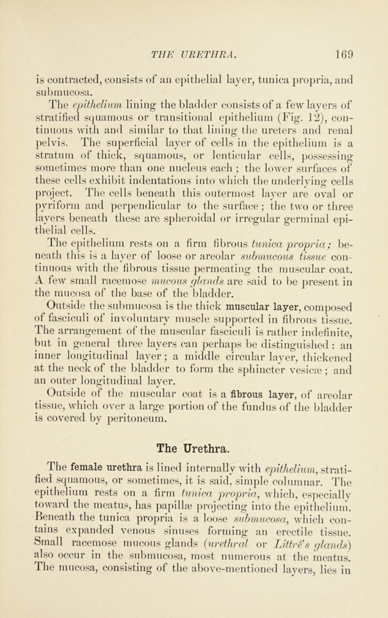 is contracted, consists of an epithelial layer, tunica propria, and submucosa. The epithelium lining the bladder consists of a few layers of stratified squamous or transitional epithelium (Fig. 12), con- tinuous with and similar to that lining the ureters and renal pelvis. The superficial layer of cells in the epithelium is a stratum of thick, squamous, or lenticular cells, possessing sometimes more than one nucleus each ; the lower surfaces of these cells exhibit indentations into which the underlying cells project. Fhe cells beneath this outermost layer are oval or pyriform and perpendicular to the surface ; the two or three layers beneath these are spheroidal or irregular germinal epi- thelial cells. The epithelium rests on a firm fibrous tunica propria; be- neath this is a layer of loose or areolar submucous tissue con- tinuous with the fibrous tissue permeating the muscular coat. A few small racemose mucous glands are said to be present in the mucosa of the base of the bladder. Outside the submucosa is the thick muscular layer, composed of fasciculi of involuntary muscle supported in fibrous tissue. The arrangement of the muscular fasciculi is rather indefinite, but in general three layers can perhaps be distinguished : an inner longitudinal layer; a middle circular layer, thickened at the neck of the bladder to form the sphincter vesica?; and an outer longitudinal layer. Outside of the muscular coat is a fibrous layer, of areolar tissue, which over a large portion of the fundus of the bladder is covered by peritoneum. The Urethra. The female urethra is lined internally with epithelium, strati- fied squamous, or sometimes, it is said, simple columnar. The epithelium rests on a firm tunica propria, which, especially toward the meatus, has papillae projecting into the epithelium. Beneath the tunica propria is a loose submucosa, which con- tains expanded venous sinuses forming an erectile tissue. Small racemose mucous glands (urethral or Littre's glands) also occur in the submucosa, most numerous at the meatus. The mucosa, consisting of the above-mentioned layers, lies in