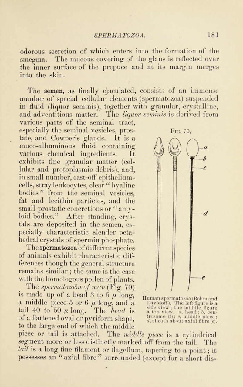 odorous secretion of which enters into the formation of the smegma. The mucous covering of the glans is reflected over the inner surface of the prepuce and at its margin merges into the skin. The semen, as finally ejaculated, consists of an immense number of special cellular elements (spermatozoa) suspended in fluid (liquor seminis), together with granular, crystalline, and adventitious matter. The liquor seminis is derived from various parts of the seminal tract, especially the seminal vesicles, pros- Fro. 70. tate, and Cowper’s glands. It is a muco-albuminous fluid containing various chemical ingredients. It exhibits tine granular matter (cel- lular and protoplasmic debris), and, in small number, cast-off epithelium- cells, stray leukocytes, clear “ hyaline bodies ” from the seminal vesicles, fat and lecithin particles, and the small prostatic concretions or “ amy- loid bodies.” After standing, crys- tals are deposited in the semen, es- pecially characteristic slender octa- hedral crystals of spermin phosphate. The spermatozoa of different species of animals exhibit characteristic dif- ferences though the general structure remains similar ; the same is the case with the homologous pollen of plants. The spermatozoon of man{\ ?ig- 70) is made up of a head 3 to 5 p long, a middle piece 5 or 6 p long, and a tail 40 to 50 p long. The head is of a flattened oval or pyriform shape, to the large end of which the middle piece or tail is attached. The middle piece is a cylindrical segment more or less distinctly marked off from the tail. The tail is a long fine filament or flagellum, tapering to a point; it possesses an “ axial fibre” surrounded (except for a short dis- Human spermatozoa (Bolim and Davidoff). The left figure is a side view ; the middle figure a top view, a, head ; b, cen- trosome (?); c, middle piece ; d, sheath about axial fibre (e).