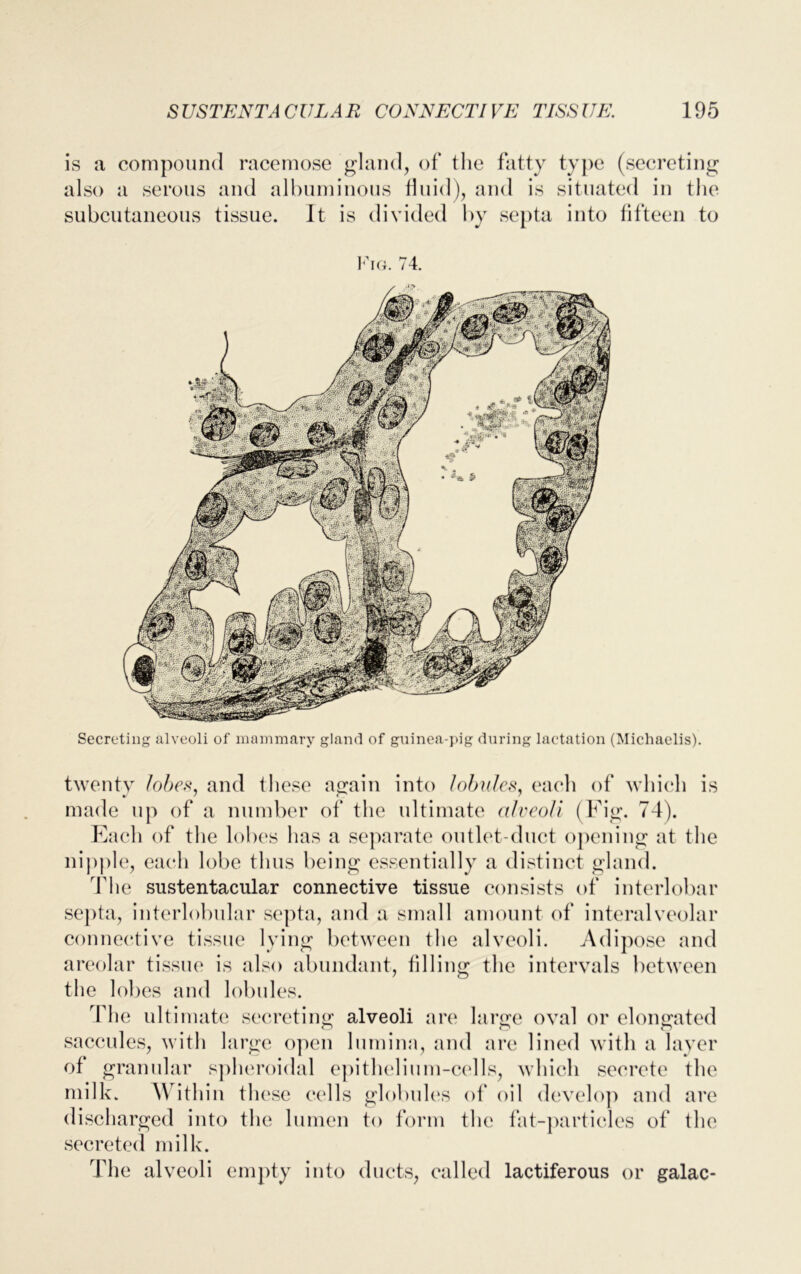 is a compound racemose gland, of the fatty type (secreting also a serous and albuminous fluid), and is situated in the subcutaneous tissue. It is divided by septa into fifteen to Secreting alveoli of mammary gland of guinea-pig during lactation (Michaelis). twenty lobes, and these again into lobules, each of which is made up of a number of the ultimate alveoli (Fig. 74). Each of the lobes has a separate outlet-duct opening at the nipple, each lobe thus being essentially a distinct gland. Fhe sustentacular connective tissue consists of interlobar septa, interlobular septa, and a small amount of interalveolar connective tissue lying between the alveoli. Adipose and areolar tissue is also abundant, filling the intervals between the lobes and lobules. Fhe ultimate secreting alveoli are large oval or elongated saccules, with large open lumina, and are lined with a layer of granular spheroidal epithelium-cells, which secrete the milk. Within these cells globules of' oil develop and are discharged into the lumen to form the fat-particles of the secreted milk. The alveoli empty into ducts, called lactiferous or galac-