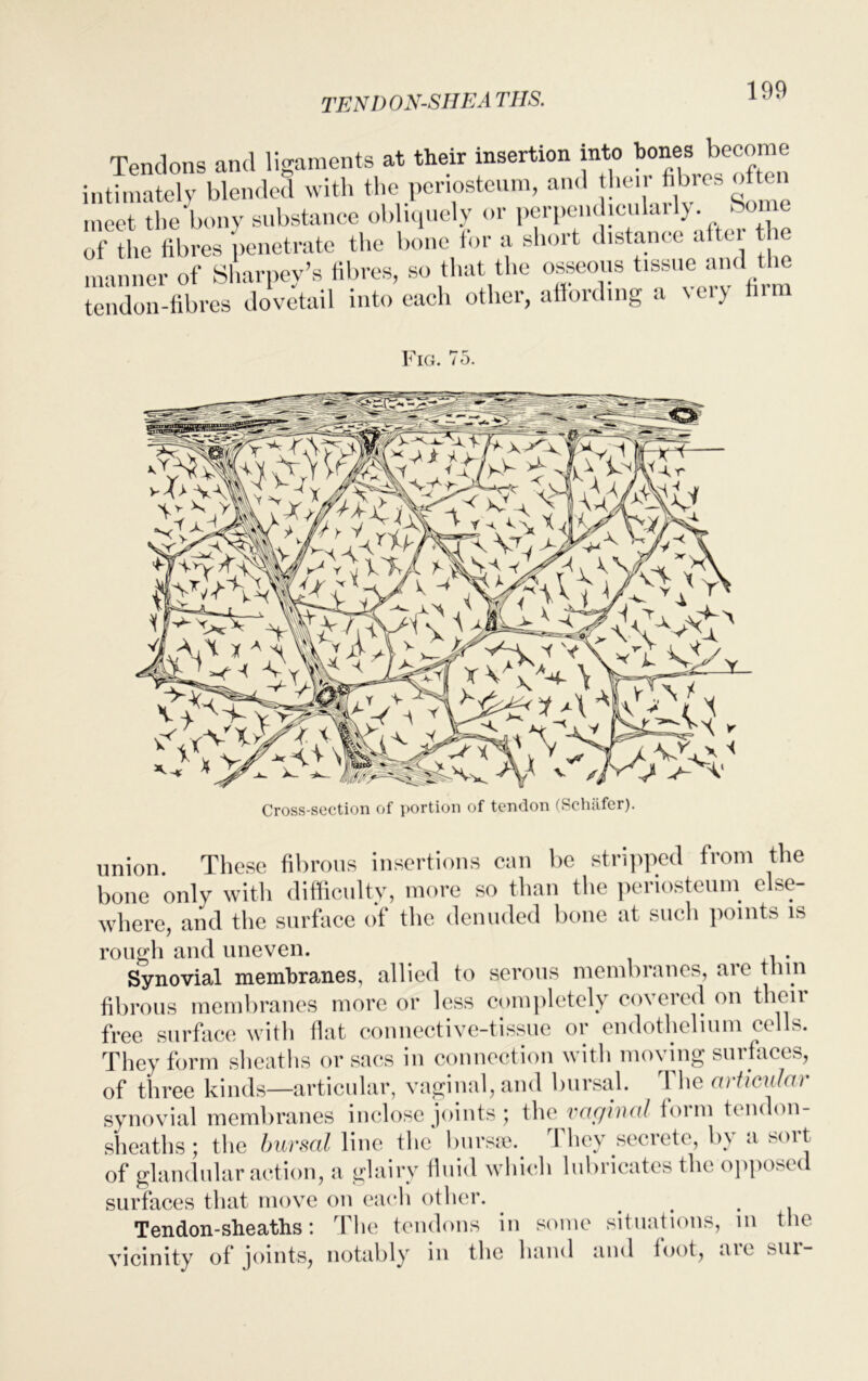 TENDON-SIJEA THS. Tendons and ligaments at their insertion into bones become intimately blended with the periosteum, and their fibres often meet the bony substance obliquely or perpendicularly. Some of the fibres penetrate the bone for a short distance after t ie manner of Sharpens fibres, so that the osseous tissue and the tendon-fibres dovetail into each other, affording a eery him Fig. 75. Cross-section of portion of tendon (Schafer). union. These fibrous insertions can be stripped from the bone onlv with difficulty, more so than the periosteum else- where, and the surface of the denuded bone at such points is rough and uneven. . Synovial membranes, allied to serous membranes, aie tnm fibrous membranes more or less completely covered on their free surface with flat connective-tissue or endothelium cells. They form sheaths or sacs in connection with moving surfaces, of three kinds—articular, vaginal, and bursal. The articular synovial membranes inclose joints \ the vacjhuil loim tendon- sheaths ; the bursal line the bursa?. 1 hey seciete, b\ a suit of glandular action, a glairy fluid which lubricates the opposed surfaces that move on each other. . Tendon-sheaths: The tendons in some situations, m the vicinity of joints, notably in the hand and foot, are sur-