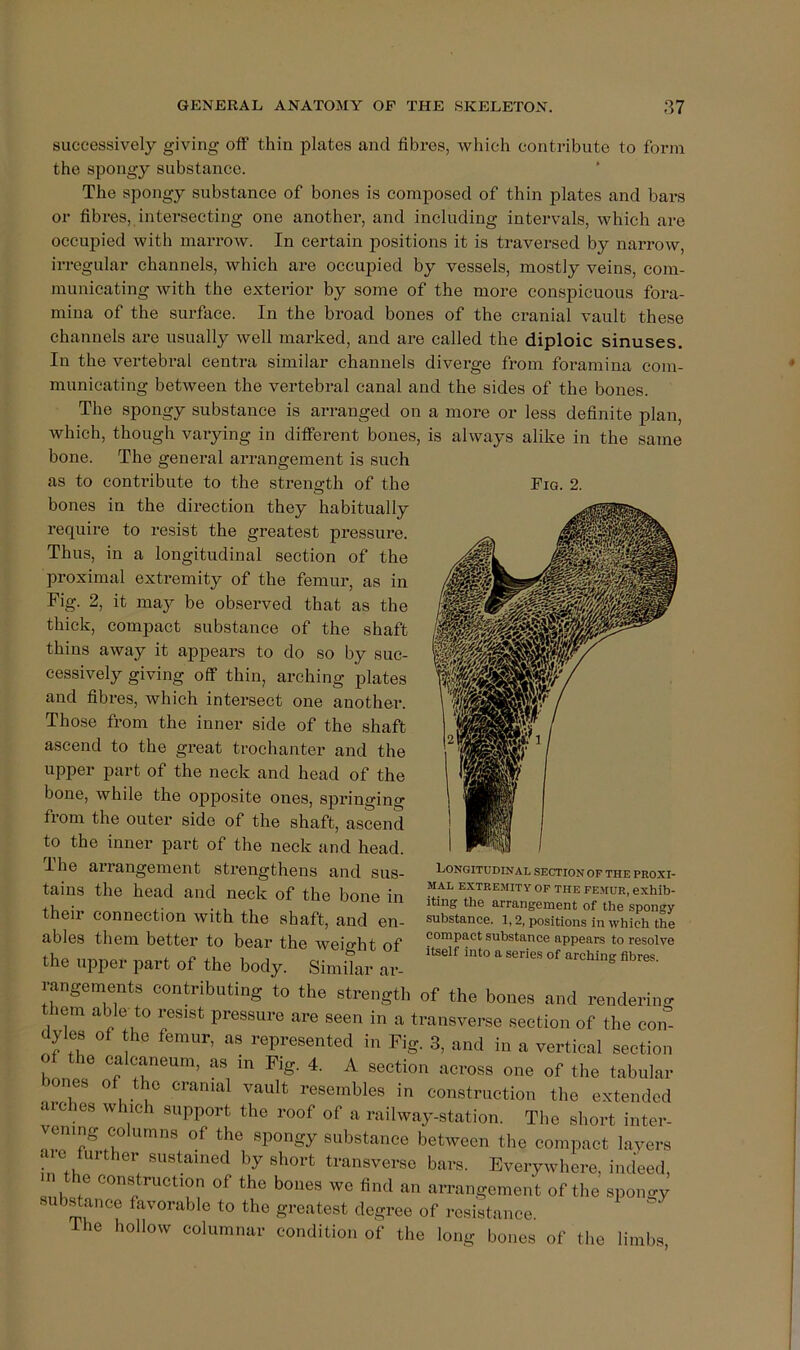 Fig. 2. successively giving off thin plates and fibres, which contribute to form the spongy substance. The spongy substance of bones is composed of thin plates and bars or fibres, intersecting one another, and including intervals, which are oceuj)ied with marrow. In certain positions it is traversed by narrow, irregular channels, which ax-e occupied by vessels, mostly veins, com- municating with the exterior by some of the moi-e conspicuous foi'a- mina of the sui’face. In the broad bones of the cranial vault these channels are usually well marked, and are called the diploic sinuses. In the vertebral centra similar channels divei’ge from foramina com- municating between the vertebral canal and the sides of the bones. The spongy substance is arranged on a more or less definite plan, which, though varying in diffei-ent bones, is always alike in the same bone. The genei’al aiTangement is such as to contribute to the strength of the O bones in the dii-ection they habitually I’equire to I’esist the greatest pressure. Thus, in a longitudinal section of the proximal extremity of the femui’, as in Fig. 2, it may be obseiwed that as the thick, compact substance of the shaft thins away it appears to do so by suc- cessively giving off thin, arching plates and fibres, which intersect one anothei-. Those fi’om the inner side of the shaft ascend to the great trochanter and the upper part of the neck and head of the bone, while the opposite ones, springing fiom the outei’ side of the shaft, ascend to the inner part of the neck and head. The arrangement strengthens and sus- tains the head and neck of the bone in their connection with the shaft, and en- ables them better to bear the weight of the upper part of the body. Similar ax- rangements contributing to the strength of the bones and rendering lem able to resist pressure are seen in a transverse section of the con- dyles of he femur, as represented in Fig. 3, and in a vertical section of the calcaneum, as in Fig. 4. A section across one of the tabular bones of the cranial vault resembles in construction the extended arches which support the roof of a railway-station. The short inter- vening columns of the spongy substance between the compact layers axe further sustained by short transverse bars. Everywhere, indeed, n the construction of the bones we find an arrangement of the spongy substance favorable to the greatest degree of resistance The hollow columnar condition of the long bones of the limbs Longitudinal section of the proxi- mal EXTREMITY OF THE FEMUR, exhib- iting the arrangement of the spongy substance. 1,2, positions in which the compact substance appears to resolve itself into a series of arching fibres.