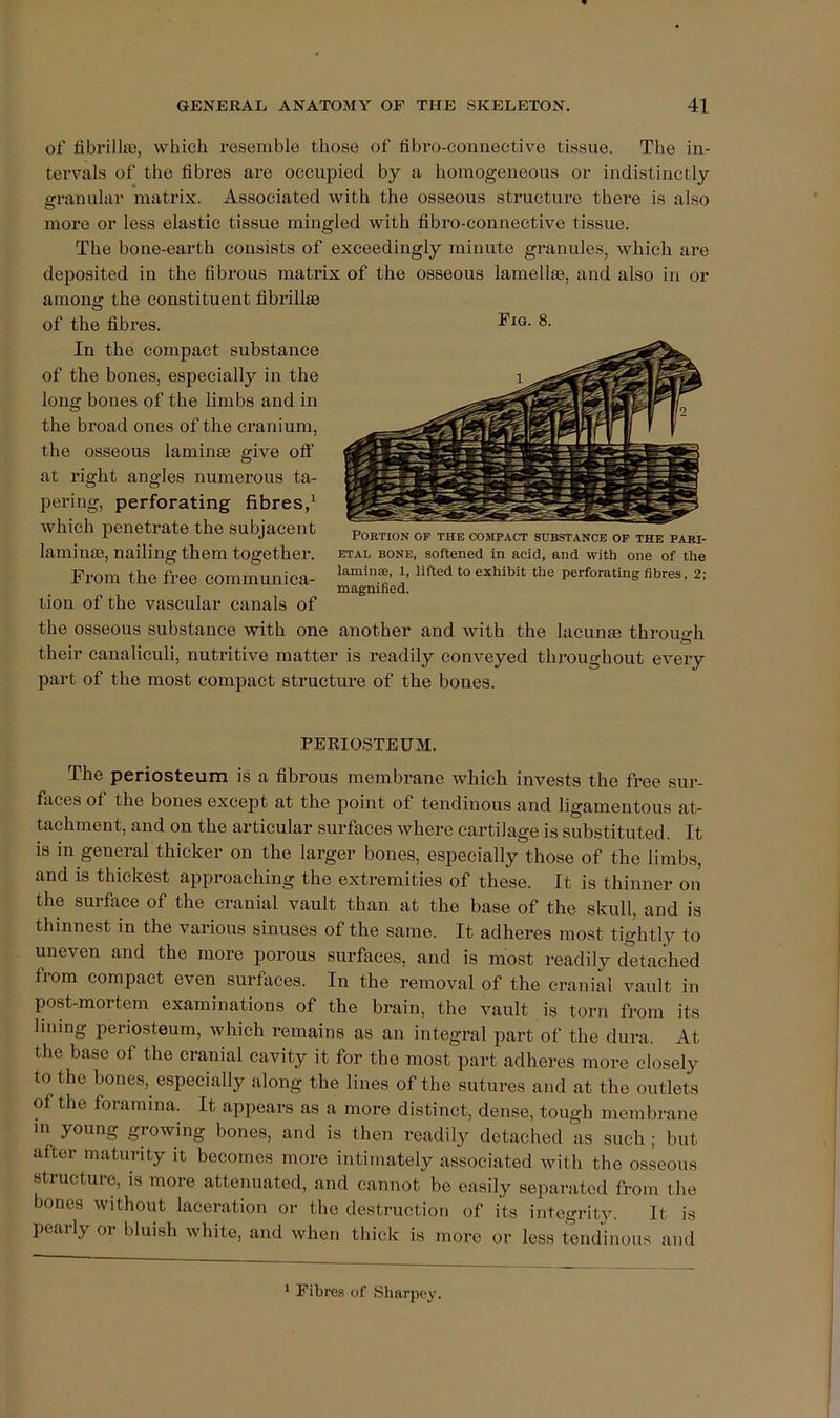 of librilte, which x’esemble those of fibro-connective tissue. The in- tervals of the fibres are occupied by a homogeneous or indistinctly granular matrix. Associated with the osseous structure there is also more or less elastic tissue mingled with fibi’o-connective tissue. The bone-earth consists of exceedingly minute granules, which are deposited in the fibrous matrix of the osseous lamellae, and also in or among the constituent fibrillae of the fibi’es. In the compact substance of the bones, especially in the long bones of the limbs and in the broad ones of the cranium, the osseous laminae give off at right angles numerous ta- pering, perforating fibres/ which peneti'ate the subjacent laminae, nailing them together. From the free communica- tion of the vascular canals of the osseous substance with one another and with the lacunae through their canaliculi, nutritive matter is readily conveyed throughout eveiy part of the most compact structure of the bones. Fig. 8. Portion of the compact substance op the pari- etal BONE, softened in acid, and with one of the laminae, 1, lifted to exhibit the perforating fibres, 2; magnified. PERIOSTEUM. The periosteum is a fibrous membrane which invests the free sur- faces of the bones except at the point of tendinous and ligamentous at- tachment, and on the articular surfaces where cartilage is substituted. It is in general thicker on the larger bones, especially those of the limbs, and is thickest approaching the extremities of these. It is thinner on the surface of the cranial vault than at the base of the skull, and is thinne.st in the various sinuses of the same. It adheres most tigditly to uneven and the more porous surfaces, and is most readily detached from compact even surfaces. In the removal of the cranial vault in post-mortem examinations of the brain, the vault is torn from its lining periosteum, which remains as an integral part of the dura. At the base of the cranial cavity it for the most part adheres more closely to the bones, especially along the lines of the sutures and at the outlets of the foramina. It appears as a more distinct, dense, tough membrane in young growing bones, and is then readily detached as such ; but after maturity it becomes more intimately associated with the osseous structure, is more attenuated, and cannot be easily separated from the bones without laceration or the destruction of its integrity. It is pearly or bluish white, and when thick is more or less tendinous and * Fibres of Sharpoy.