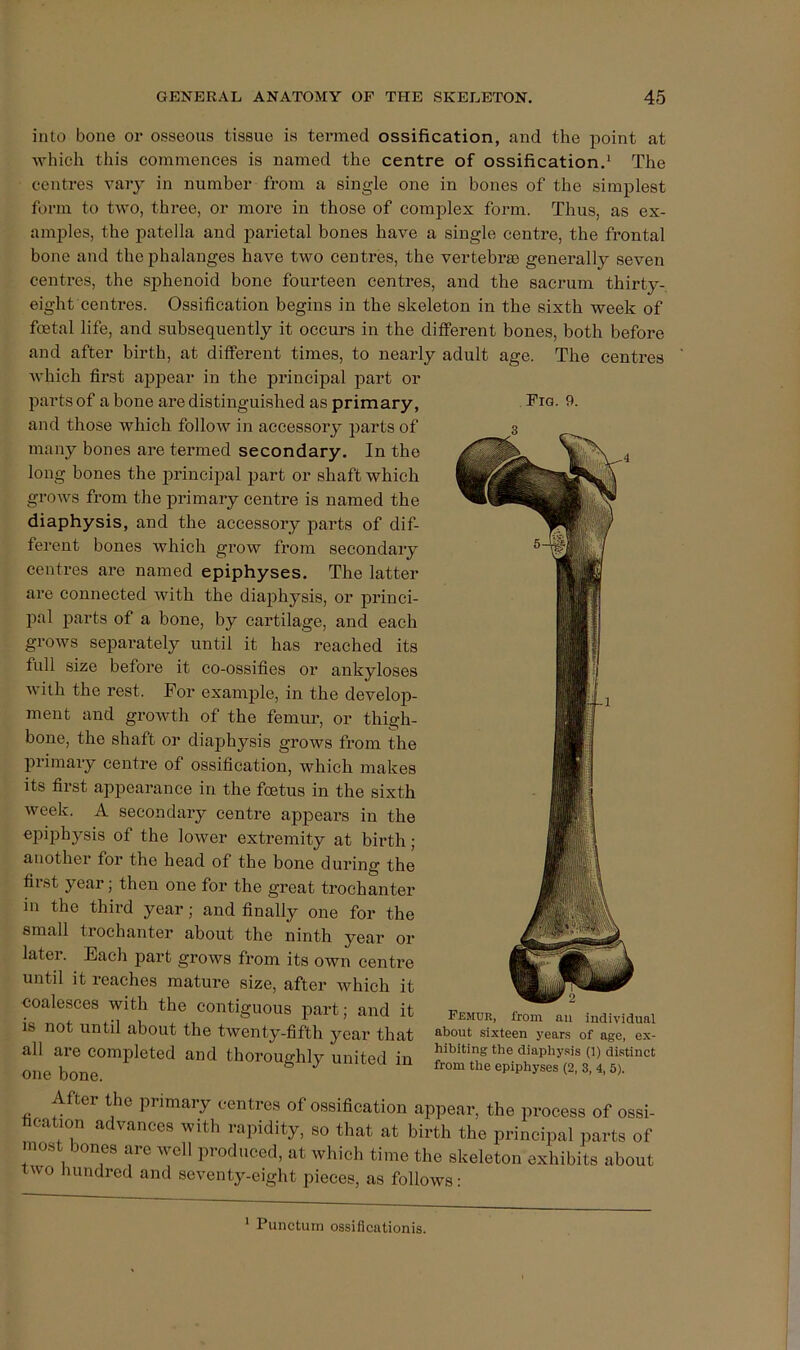 Fig. 9. into bone or osseous tissue is termed ossification, and the point at which this commences is named the centre of ossification.‘ The centres vaiy in number from a single one in bones of the simplest form to two, three, or more in those of complex form. Thus, as ex- amples, the patella and parietal hones have a single centre, the frontal bone and the phalanges have two centres, the vertebrae generally seven centres, the sphenoid bone fourteen centres, and the sacrum thirty- eight centres. Ossification begins in the skeleton in the sixth week of foetal life, and subsequently it occurs in the different bones, both before and after birth, at different times, to nearly adult age. The centres which first appear in the principal part or parts of a bone are distinguished as primary, and those which follow in accessory parts of many bones are termed secondary. In the long bones the principal part or shaft which grows from the primary centre is named the diaphysis, and the accessory parts of dif- ferent bones which grow from secondary centres are named epiphyses. The latter are connected with the diaphysis, or princi- pal parts of a bone, by cartilage, and each groAvs separately until it has reached its full size before it co-ossifies or ankyloses AA-ith the rest. For example, in the develop- ment and groAvth of the femur, or thigh- bone, the shaft or diaphysis grows from the primary centre of ossification, which makes its first appearance in the foetus in the sixth Aveek. A secondary centre appears in the epiphysis of the loAver extremity at birth; another for the head of the bone during the first year; then one for the great trochanter in the third year; and finally one for the small trochanter about the ninth year or later. Each part groAvs from its own centre until it reaches mature size, after Avhich it coalesces with the contiguous part; and it f™, from an individual IS not until about the tAVenty-fifth year that about sixteen years of age, ex- all are completed and thorouffhly united in the diaphy.sis (i) distinct one bone. ^ ^ ® epiphyses (2,3,4,5). After the primary centres of ossification appear, the process of ossi- hcation advances with rapidity, so that at birth the principal parts of most bones are well produced, at which time the skeleton exhibits about tAvo hundred and seventy-eight pieces, as follows: ‘ Punctuin ossiflcationis.