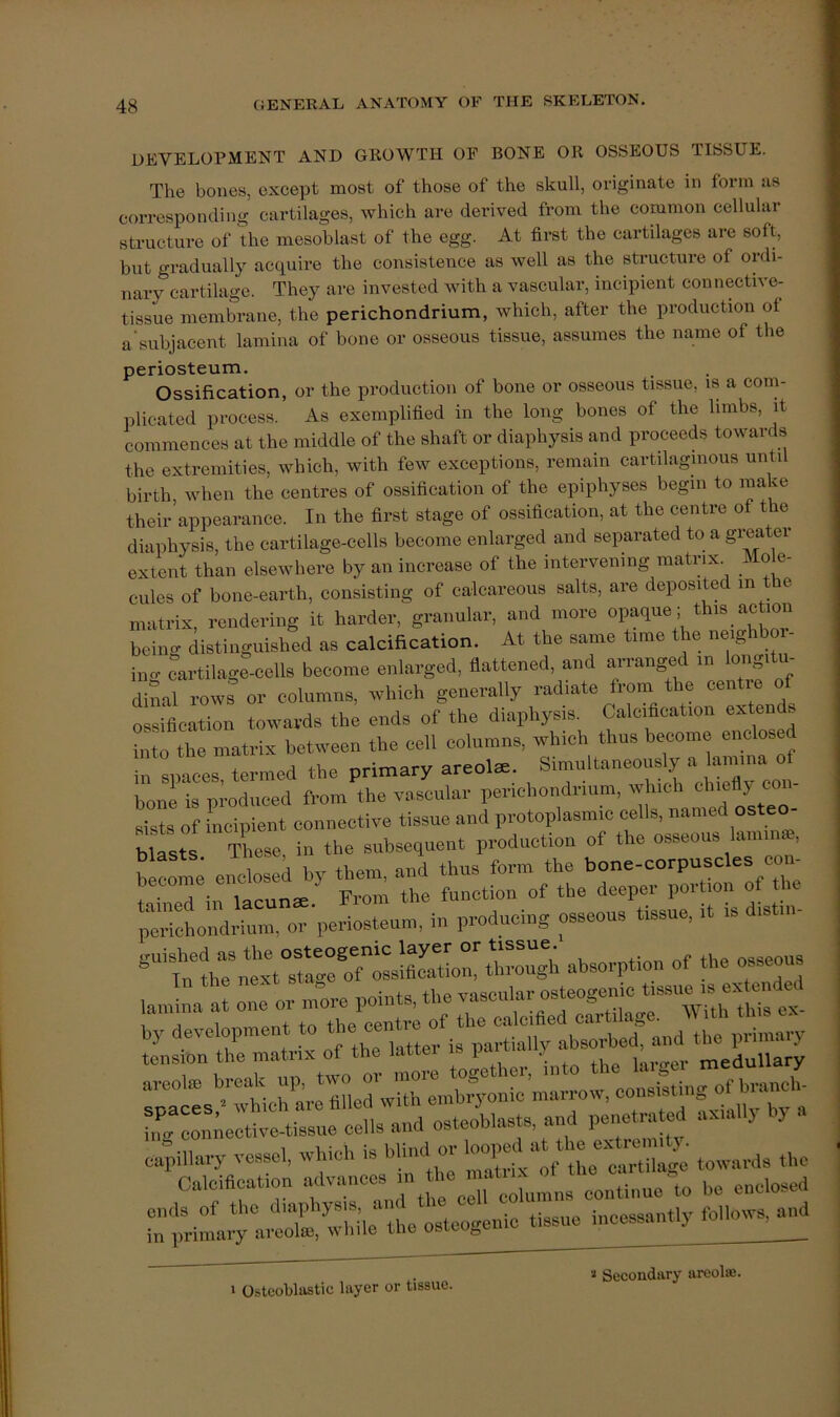 development and growth of bone or osseous tissue. The bones, except most of those of the skull, originate in form as corresponding cartilages, which are derived from the common cellular structure of the mesoblast of the egg. At first the cartilages are soft, but gradually acquire the consistence as well as the structure of ordi- nary cartilage. They are invested with a vascular, incipient connective- tissue membrane, the perichondrium, which, after the production of a’subjacent lamina of bone or osseous tissue, assumes the name of the periosteum. Ossification, or the production of bone or osseous tissue, is a com- plicated process. As exemplified in the long bones of the limbs, it commences at the middle of the shaft or diaphysis and proceeds towards the extremities, which, with few exceptions, remain cartilaginous until birth when the centres of ossification of the epiphyses begin to make their appearance. In the first stage of ossification, at the centre of the diaphysis, the cartilage-cells become enlarged and separated to a grea er extent than elsewhere by an increase of the intervening matrix. o e- cules of bone-earth, consisting of calcareous salts, are deposited in the matrix, rendering it harder, granular, and more opaque; this _ action beino- distinguished as calcification. At the same time the neighboi- ing cartilage-cells become enlarged, fiattened, and arranged in longitu diSal rows or columns, winch generally radiate from the centre of ossification towards the ends of the diaphysis. Calcification extends into the matrix between the cell columns, which thus become enclose in spaces, termed the primary areola. Sin-ltaueoi^ly a bone is produced from the vascular perichondrium, which co or periosteon, io producing osseous tissue, tt ts d.st.„. W ubsorptiou of t„e osseous S^rrulSorthe .utter is areol® break up, oonsrsting of braueh. ■r;:o™e;ue ceils and osteoblasts, and penetrated axially by a capillary vessel, wbieh is blind or ,ke CalcMeation advanees eoutiuuo to be enclosed ■ :t:ilrra.tX 'ridle'ute osteogenic tissue incessantly follotv^i 0.steoblastic layer or tissue. » Secondary areolai.