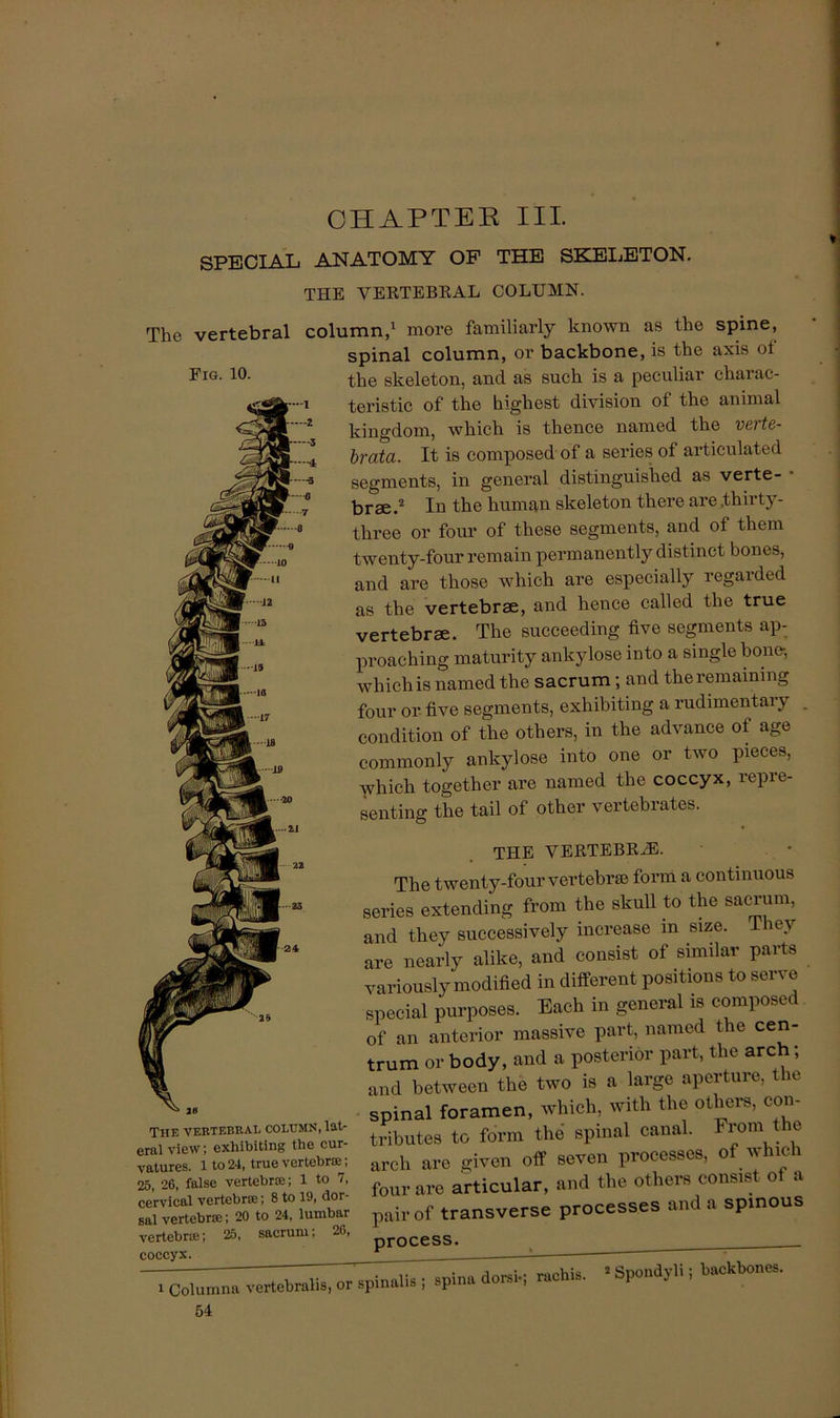 CHAPTER III. SPECIAL. ANATOMY OF THE SKEIjETON. THE VERTEBKAL COLUMN. The vertebral column,' more familiarly known as the spine, V,Qr'TrV.r.r.IR f.hft J1.X1S Ot Fig. 10. The vertebral column, lat- eral view; exhibiting the cur- vatures. 1 to 24, truevertebroe; 25, 26, false vertebrre; 1 to 7, cervical vertebra; 8 to 19, dor- sal vertebra; 20 to 24, lumbar vertebra; 25, sacrum; 26, coccyx spinal column, or backbone, is the axis of the skeleton, and as such is a peculiar charac- teristic of the highest division of the animal kingdom, which is thence named the verte- hrata. It is composed of a series of articulated segments, in general distinguished as verte- • brae.* In the human skeleton there are .thirty- three or four of these segments, and of them twenty-four remain permanently distinct bones, and are those which are especially regarded as the vertebrae, and hence called the true vertebrae. The succeeding five segments ap- proaching maturity ankylose into a single hone-, whichis named the sacrum; and the remaining four or five segments, exhibiting a rudimentary . condition of the others, in the advance of age commonly ankylose into one or two pieces, which together are named the coccyx, repre- senting the tail of other vertebrates. THE vertebra:. The twenty-four vertebrse form a continuous series extending from the skull to the sacrum, and they successively increase m size. They are nearly alike, and consist of similar parts variously modified in different positions to serve special purposes. Each in general is composed of an anterior massive part, named the cen- trum or body, and a posterior part, the arch; and between the two is a large aperture, the spinal foramen, which, with the others, con- tributes to form the’ spinal canal. From the arch are given off seven processes, of which four are articular, and the others consist of a pair of transverse processes and a spinous