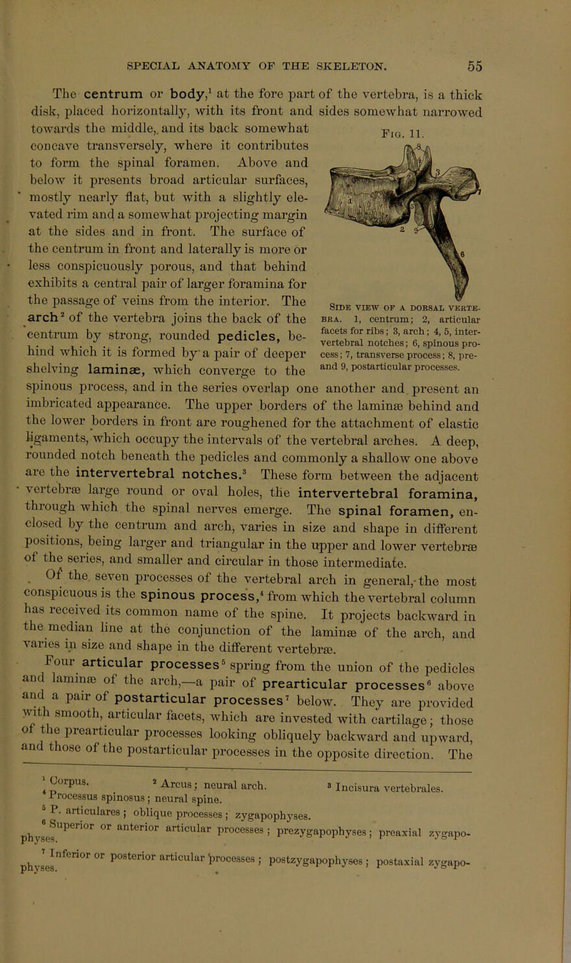 The centrum or body/ at the fore part of the vertebra, is a thick disk, ])laced horizontally, with its front and sides somewhat narrowed towards the middle,, and its back somewhat concave transversely, where it contributes to form the spinal foramen. Above and below it presents broad articular surfaces, mostly nearly flat, but with a slightly ele- vated rim and a somewhat iDrojecting margin at the sides and in ft-ont. The surface of the centrum in front and laterally is more or less conspicuously jDorous, and that behind exhibits a central pair of larger foramina for the passage of veins from the interior. The arch“ of the vertebra joins the back of the centrum by strong, rounded pedicles, be- hind which it is formed by a pair of deeper shelving laminae, which converge to the S2)inous i^rocess, and in the series overlap one another and . present an imbricated appearance. The upper borders of the laminae behind and the lower borders in front are roughened for the attachment of elastic ligaments, which occupy the intervals of the vertebral arches. A deep, rounded notch beneath the jiedicles and commonly a shallow one above are the intervertebral notches.® These form between the adjacent vertebrae large round or oval holes, the intervertebral foramina, through which the spinal nerves emerge. The spinal foramen, en- closed by the centrum and arch, varies in size and shajie in different positions, being larger and triangular in the upper and lower vertebrae of the series, and smaller and circular in those intermediate. _ of the. seven processes of the vertebral arch in general,-the most conspicuous is the spinous process,^ from which the vertebral column has received Us common name of the spine. It projects backward in the median line at the conjunction of the laminae of the arch, and varies in size and shape in the different vertebrae. Four articular processes® spring from the union of the pedicles and laminae of the arch,—a jiair of prearticular processes® above and a pair of postarticular processes’ below. They are iirovided >vith smooth, articular facets, which are invested with cartilage; those o the prearticular processes looking obliquely backward and upward, and those of the postarticular jirocesses in the opposite direction. The Pig. 11. Side view of a dobsal veete- BRA. 1, centrum; 2, articular facets for ribs; 3, arch; 4, 5, inter- vertebral notches; 6, spinous pro- cess ; 7, transverse process; 8, pre- and 9, postarticular processes. * Corpus. ^ Arcus; neural * Processus spinosus; neural spine. P. articulares ; oblique processes; zygapophyses. physes^* *^^^'°^ anterior articular processes ; prezygapophyses; preaxial Z3’g( phylel^*^”°^ posterior articular processes ; postzygapophyses ; postaxial zygt