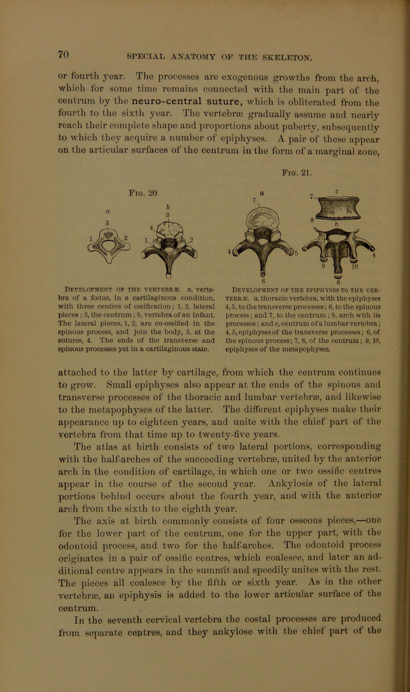 or fourth year. The processes are exogenous growths from the arch, which for some time remains connected with the main part of the centrum by the neuro-central suture, which is obliterated from the fourth to the sixth year. The vertebraj gradually assume and nearly reach their complete shape and proportions about puberty, subsequently to which they acquire a number of epiphyses. A pair of these appear on the articular surfaces of the centrum in the form of a marginal zone. Fig. 21. Fig. 20. b Development of the vertebk*:. o, verte- bra of a foetus, in a cartilaginous condition, with three centres of ossification; 1, 2, lateral pieces ; 3, the centrum; 6, vertebra of an infant. The lateral pieces, 1, 2, are co-ossified in the spinous process, and join the body, 3, at the sutures, 4. The ends of the transverse and spinous processes yet in a cartilaginous state. Development of the epiphyses to the ver- tebra:. a, thoracic vertebra, with the epiphyses 4,5, to the transverse processes; 6, to the spinous process; and 7, to the centrum ; b, arch with its processes; and c, centrum ofa lumbar vertebra; 4,5, epiphyses of the transverse processes; 6, of the spinous process; 7, 8, of the centrum; 9,10, epiphyses of the metapophyses. attached to the latter by cartilage, from which the centrum continues to grow. Small epiphyses also appear at the ends of the spinous and transver.se processes of the thoracic and lumbar vertebra?, and likewise to the metapophyses of the latter. The different epiphyses make their appearance up to eighteen years, and unite with the chief part of the vertebra from that time up to twenty-five years. The atlas at birth consists of two lateral portions, corresponding with the half-arches of the succeeding vertebrae, united by the anterior arch in the condition of cartilage, in which one or two ossific centres appear in the course of the second year. Ankylosis of the lateral portions behind occur.s about the fourth yeai*, and with the anterior arch from the sixth to the eighth year. The axis at birth commonly consists of four osseous pieces,—one for the lower part of the centrum, one for the upper part, with the odontoid process, and two for the half-arches. The odontoid process originates in a pair of ossific centres, which coalesce, and later an ad- ditional centre appears in the sumin’it and speedily unites with the rest. The pieces all coalesce by the fifth or sixth year. As in the other vertebra?, an epiphysis is added to the lower aidicular sui’face of the centrum. In the seventh cervical vertebra the costal processes ai\? produced from separate centres, and they ankylose with the chief part of the