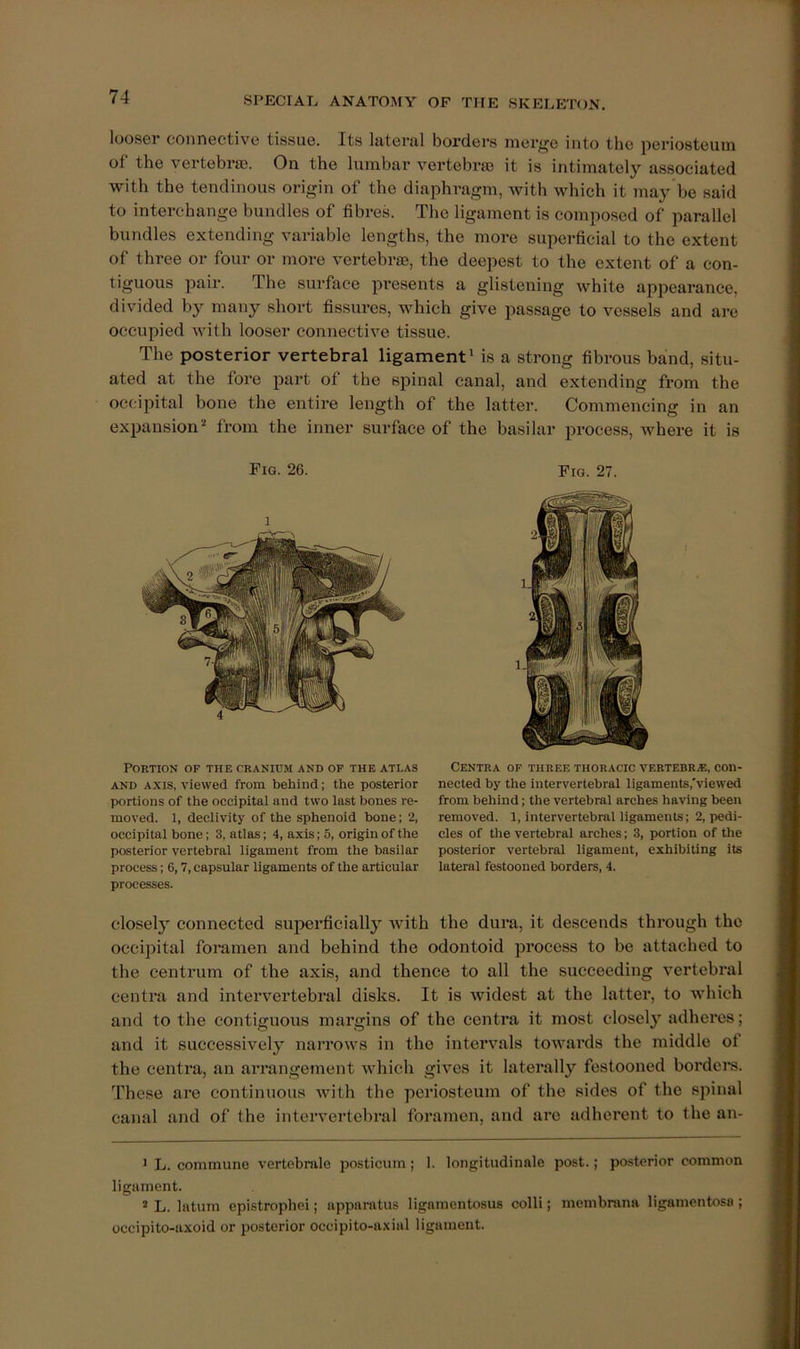 looser connective tissue. Its lateral borders merge into the periosteum of the vertebrae. On the lumbar vertebrae it is intimately associated with the tendinous origin of the diaphi’agm, with which it may be said to interchange bundles of fibres. The ligament is composed of parallel bundles extending variable lengths, the more superficial to the extent of three or four or more vertebrae, the deepest to the extent of a con- tiguous pair. The surface presents a glistening white appearance, divided by many short fissures, which give passage to vessels and are occupied with looser connective tissue. The posterior vertebral ligament ‘ is a strong fibrous band, situ- ated at the fore part of the spinal canal, and extending from the occipital bone the entire length of the latter. Commencing in an expansion’' from the inner surface of the basilar process, where it is Portion of the cranium and of the atlas Centra of three thoracic vertebr.®, con- AND AXIS, viewed from behind; the posterior nected by the intervertebral ligaments,'viewed portions of the occipital and two last bones re- from behind; the vertebral arches having been moved. 1, declivity of the sphenoid bone; 2, removed. 1, intervertebral ligaments; 2, pedi- occipital bone; 3, atlas; 4, axis; 5, origin of the cles of the vertebral arches; 3, portion of tlie posterior vertebral ligament from the basilar posterior vertebral ligament, exhibiting its process; 6,7, capsular ligaments of the articular lateral festooned borders, 4. closely connected superficially with the dura, it descends through the occipital foramen and behind the odontoid process to be attached to the centrum of the axis, and thence to all the succeeding vertebral centra and interv'ertebral disks. It is widest at the latter, to which and to the contiguous margins of the centra it most closely adheres; and it successively narrows in the intervals towards the middle of the centra, an arrangement which gives it laterally festooned borders. I’hese are continuous Avith the periosteum of the sides of the spinal canal and of the intervertebral foramen, and are adherent to the an- ' L. commune vertebrale posticum; 1. longitiidinale post.; po.sterior common ligament. ^ L. latum epistrophei; apparatus ligaraentosus colli; membrana ligamentosa ; occipito-axoid or posterior occipito-axial ligament. Fig. 26. Fig. 27. processes.