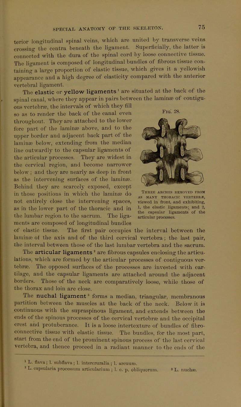 Fig. 28. terior longitudinal spinal veins, which are united by transverse veins crossing the centra beneath the ligament. Superficially, the latter is connected with the dura of the spinal cord by loose connective tissue. The ligament is composed of longitudinal bundles of fibrous tissue con- taining a large proportion of elastic tissue, which gives it a yellowish appearance and a high degree of elasticity compared with the anterior vertebral ligament. The elastic or yellow ligaments' are situated at the back of the spinal canal, Avhere they appear in pairs between the laminae of contigu- ous vertebrae, the intervals of which they fill so as to render the back of the canal even throughout. They are attached to the lower fore part of the laminae above, and to the upper border and adjacent back part of the laminae below, extending from the median line outwardly to the capsular ligaments of the articular processes. They are widest in the cervical region, and become narrower below ; and they are nearly as deep in front as the intei’vcning surfaces of the laminae. Behind they are scarcely exposed, except in those positions in which the laminae do not entirely close the intervening spaces, as in the lower part of the thoracic and in the lumbar region .to the sacrum. The liga- ments are composed of longitudinal bundles of elastic tissue. The first pair occupies the interval between the laminae of the axis and of the third cervical vertebra; the last pair, the interval between those of the last lumbar vertebra and the sacrum. The articular ligaments ^ are fibrous capsules enclosing the articu- lations, which are formed by the articular processes of contiguous ver- tebrae. The ojDposed surfaces of the processes are invested with car- tilage, and the capsular ligaments are attached around the adjacent borders. Those of the neck are comparatively loose, while those of the thorax and loin are close. The nuchal ligament forms a median, triangular, membranous partition between the muscles at the back of the neck. Below it is continuous with the supraspinous ligament, and extends between the ends of the spinous processes of the cervical vertebrm and the occipital crest and protuberance. It is a loose intertexture of bundles of fibro- connective tissue with elastic tissue. The bundles, for the most part, start from the end of the prominent spinous process of the last cervical vertebra, and thence proceed in a radiant manner to the ends of the Three arches removed from AS MANY THORACIC VERTEBR.E, viewed in front, and exhibiting, 1, the elastic ligaments; and 2, the capsular ligaments of the articular processes. ' L. flava; 1. subflava; 1. intercruralia ; 1. arcuuni. * L. capsularia processuni articulariuni; 1. c. p. obliquoruin. 3 L. nuchas.