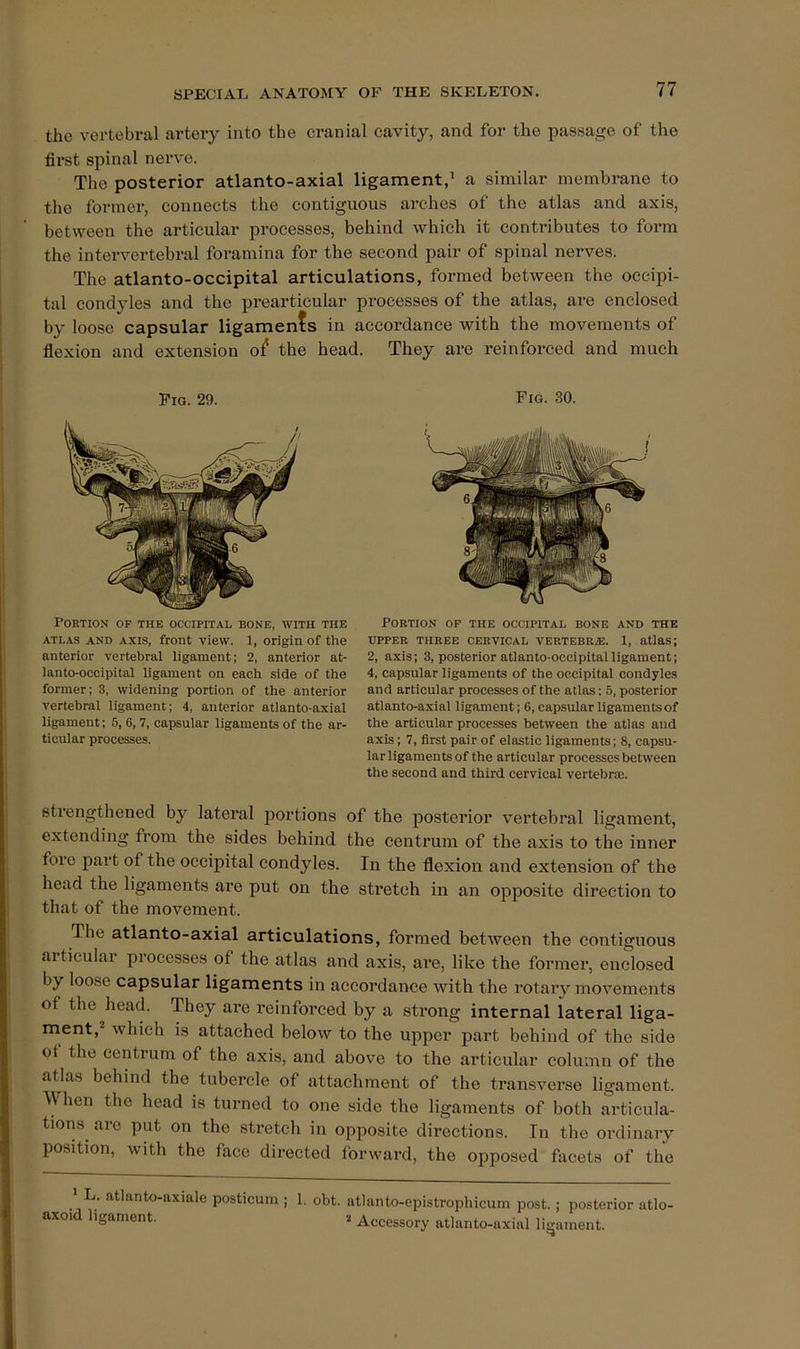 the vertebral artery into the cranial cavity, and for the passage of the first spinal nei've. The posterior atlanto-axial ligament,* a similar membrane to the former, connects the contiguous arches of the atlas and axis, between the articular processes, behind which it contributes to form the intervertebral foramina for the second pair of spinal nerves. The atlanto-occipital articulations, formed between the occipi- tal condyles and the prearticular processes of the atlas, are enclosed by loose capsular ligaments in accordance with the movements of flexion and extension ot the head. They are reinforced and much Fig. 29. Fig. 30. Portion op the occipital bone, with the Portion of the occipital bone and the ATLAS AND AXIS, front viow. 1, Origin of the upper three cervical vertebrae. 1, atlas; anterior vertebral ligament; 2, anterior at- 2, axis; 3, posterior atlanto-occipital ligament; lanto-occipital ligament on each side of the 4, capsular ligaments of the occipital condyles former; 3, widening portion of the anterior and articular processes of the atlas: 5, posterior vertebral ligament; 4, anterior atlanto-axial atlanto-axial ligament; 6, capsularligamentsof ligament; 5, 6,7, capsular ligaments of the ar- the articular processes between the atlas and ticular processes. axis; 7, first pair of elastic ligaments; 8, capsu- lar ligaments of the articular processes between the second and third cervical vertebrse. strengthened by lateral portions of the posterior vertebral ligament, extending from the sides behind the centrum of the axis to the inner fore part of the occipital condyles. In the flexion and extension of the head the ligaments are put on the stretch in an opposite direction to that of the movement. The atlanto-axial articulations, formed between the contiguous ai ticular processes of the atlas and axis, are, like the former, enclosed by loose capsular ligaments in accordance with the rotary movements of the head. They are reinforced by a strong internal lateral liga- ment,* which is attached below to the upper part behind of the side ot the centrum of the axis, and above to the articular column of the atlas behind the tubercle of attachment of the transverse ligament. \\ hen the head is turned to one side the ligaments of both articula- tions are put on the stretch in opposite directions. In the ordinary position, with the face directed forward, the opposed fixcets of the 1 L. atlanto-axmle posticum ; 1. obt. atlanto-epistrophicum post. ; posterior atlo- axoid ligament. 2 Accessory atlanto-axial lijrament.