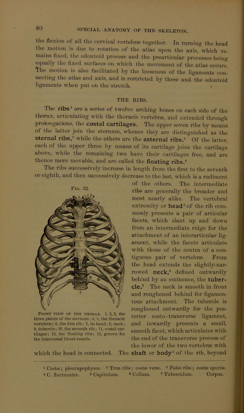 the flexion of all the cervical vertebrie together. In turning the head the motion is due to rotation of the atlas upon the axis, which re- mains fixed, the odontoid jirocess and the preartieular processes being equally the fixed surfaces on which the movement of the atlas occurs, ^'he motion is also facilitated by the looseness of the ligaments con- necting the atlas and axis, and is restricted by these and the odontoid ligaments when put on the strotcb. THE RIBS. The ribs ^ are a series of twelve arching bones on each side of the thorax, articulating with the thoracic vertebrae, and extended through pi elongations, the costal cartilages. The upper seven ribs by means of the latter join the sternum, whence they are distinguished as the sternal ribs,' while the others are the asternal ribs.' Of the latter, each of the upper three by means of its cartilage joins the cartilage above, while the remaining two have their cartilages free, and are thence more movable, and are called the floating ribs.* The ribs successively increase in length from the first to the seventh or eighth, and then successively decrease to the last, which is a rudiment of the others. The intermediate ribs are generally the broader and most neai’ly alike. The vertebral extremity or head' of the rib com- monly presents a pair of articular facets, which slant up and down from an intermediate ridge for the attachment of an interarticular lig- ament, while the facets articulate with those of the centra of a con- tiguous pair of vertebrae. From the head extends the slightly-nar- rowed neck,® defined outwardly behind by an eminence, the tuber- cle.' The neck is smooth in front and roughened behind for ligamen- tous attachment. The tubercle is roughened outwardly for the pos- terior costo-transverse ligament, and inwardly presents a small, smooth facet, which articulates with the end of the transvei’se process of the lower of the two vertebra} with which the head is connected. The shaft or body® of the rib, beyond > Gostu}; pleurapophyses. * True ribs; costa) vene. ® False ribs ; costa} spurise. < C. fluctuantes. ® Capitulum. ® Collum. ^ Tuberculum. Corpus. Fig. 32. Front view of the thorax, l, 2, 3, the three pieces of the sternum ; 4, 5, the thoracic vertebrsE; 6, the first rib; 7, its head; 8, neck; 9, tubercle; 10, the seventh rib; 11, costal car- tilages; 12, the floating ribs; 13, groove for the intercostal blood-vessels.