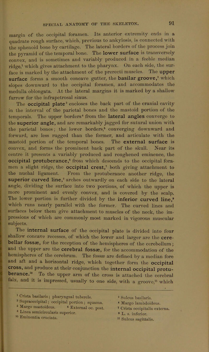 mari^in of tho occipital foramen. Its anterior extremity ends in a quadrate rough surface, which, previous to ankylosis, is connected with the sphenoid bone by cartilage. The lateral borders of the process join the pyramid of the temporal bone. The lower surface is transversely convex, and is sometimes and variably produced in a feeble median ridge,' which gives attachment to the pharynx. On each side, the sur- face is marked by the attachment of the prerecti muscles. The upper surface forms a smooth concave gutter, the basilar groove,^ which slopes downward to the occipital foramen, and accommodates the medulla oblongata. At the lateral margins it is marked by a shallow furrow for the infrapetrosal sinus. The occipital plate ^ encloses the back part of the cranial cavity in the interval of the parietal bones and the mastoid portion of the temporals. The upper borders^ from the lateral angles converge to the superior angle, and are remarkably jagged for sutural union with the parietal bones; the lower borders,® converging downward and forward, are less rugged than the former, and articulate with the mastoid portion of the temporal bones. The external surface is convex, and forms the prominent back part of the skull. Near its centre it presents a variably produced and roughened eminence, the occipital protuberance,® from which descends to the occipital fora- men a slight ridge, the occipital crest,’ both giving attachment to the nuchal ligament. From the protuberance another ridge, tho superior curved line,® arches outwardly on each side to the lateral angle, dividing the surface into two portions, of which the upper is more prominent and evenly convex, and is covered by the scalp. The lower portion is further divided by the inferior curved line,® which runs nearly parallel with the former. The curved lines and surfaces below them give attachment to muscles of the neck, the im- pressions of which are commonly most marked in vigorous muscular subjects. The internal surface of the occipital plate is divided into four shallow concave recesses, of which the lower and larger are the cere- bellar fossae, for the reception of the hemispheres of tho cerebellum; and the upper ax’e the cerebral fossae, for the accommodation of the hemispheres of the cerebrum. The fosste are defined by a median fore and aft and a horizontal ridge, which together form the occipital cross, and produce at their conjunction the internal occipital protu- berance.'® To the upper arm of the cross is attached the cerebral falx, and it is impressed, usually to one side, with a groove, which ' Crista basilaris ; pharyngeal tubercle. ® bupraoccipital; occipital portion ; squama. ® Margo mastoideus. « External oc. post. * Linea semicircularis superior. Eminentia cruciata. * Sulcus basilaris. ‘ Margo lambdoideus. ’ Crista occipitalis externa. * L. s. inferior. ” Sulcus sagittalis.