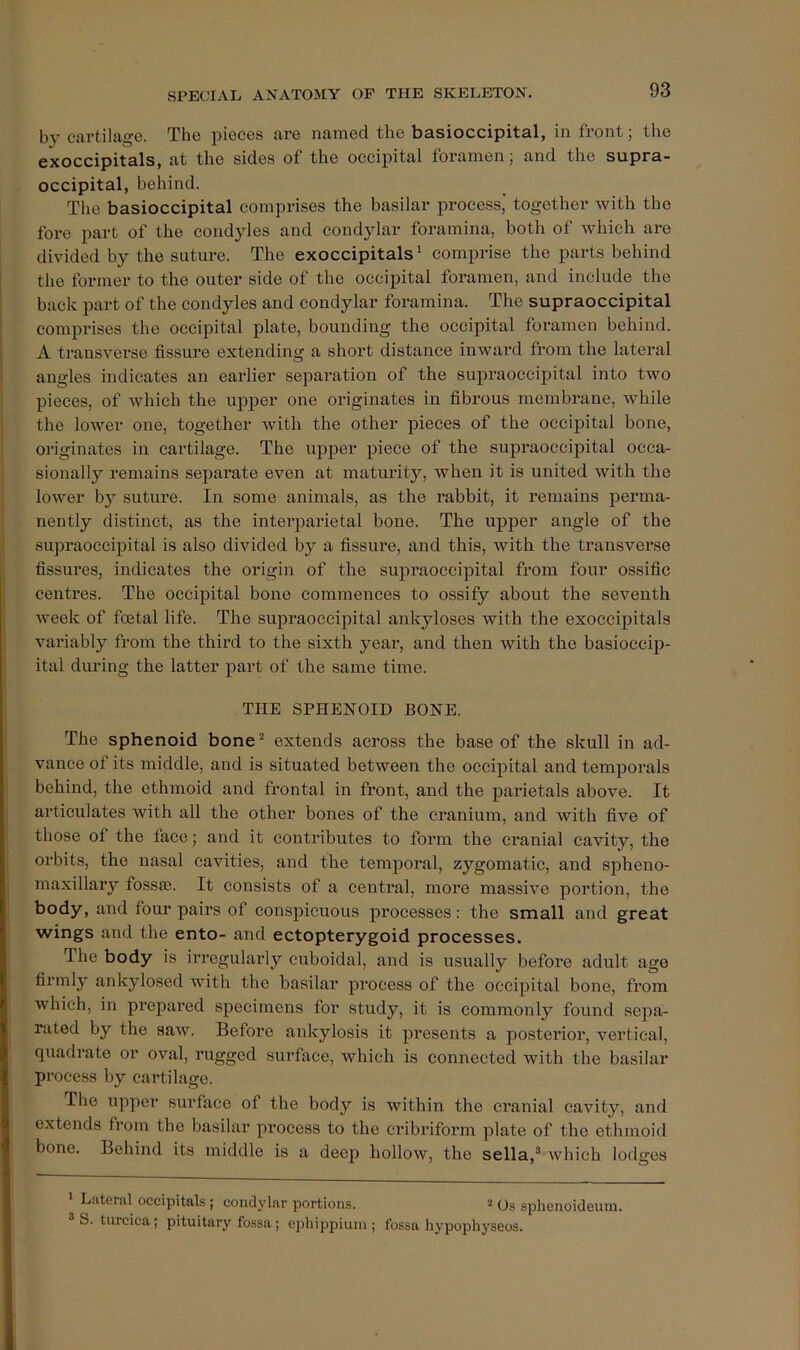 by cartilage. The pieces are named the basioccipital, in front; the exoccipitals, at the sides of the occipital foramen; and the supra- occipital, behind. The basioccipital comprises the basilai’ process, together with the fore part of the condyles and condylar foramina, both of which are divided by the suture. The exoccipitals^ comprise the parts behind the former to the outer side of the occipital foramen, and include the back part of the condyles and condylar foramina. The supraoccipital comprises the occipital plate, bounding the occipital foramen behind. A ti’ansverse fissure extending a short distance inward from the lateral angles indicates an earlier separation of the supraoccipital into two pieces, of which the upper one originates in fibrous membrane, while the lower one, together with the other pieces of the occipital bone, originates in cartilage. The upper piece of the supraoccipital occa- sionally remains separate even at maturity, when it is united with the lower bj^ suture. In some animals, as the rabbit, it remains perma- nently distinct, as the intei’parietal bone. The upper angle of the supraoccipital is also divided by a fissure, and this, with the transverse fissures, indicates the origin of the supraoccipital from four ossific centres. The occipital bone commences to ossify about the seventh Aveek of foetal life. The supraoccipital ankyloses Avith the exoccipitals variably from the third to the sixth year, and then with the basioccip- ital during the latter part of the same time. THE SPHENOID BONE. The sphenoid bone^ extends across the base of the skull in ad- vance of its middle, and is situated betAveeu the occipital and temporals behind, the ethmoid and frontal in front, and the parietals above. It articulates with all the other bones of the cranium, and with five of those of the face; and it contributes to form the cranial cavity, the orbits, the nasal cavities, and the temporal, zygomatic, and spheno- maxillary fossa;. It consists of a central, more massive portion, the body, and four pairs of conspicuous processes: the small and great wings and the ento- and ectopterygoid processes. The body is ix’regularly cuboidal, and is usually before adult age firmly ankylosed Avith the basilar process of the occipital bone, from Avhich, in prepared specimens for study, it is commonly found sepa- rated by the saAv. Before ankylosis it presents a posterior, vertical, quadrate or oval, rugged surface, Avhich is connected with the basilar process by cartilage. The upper surface of the body is within the cranial cavity, and extends from the basilar pi’ocess to the cribriform plate of the ethmoid bone. Behind its middle is a deep holloAV, the sella,® Avhich lodges ' Lateral occipitals ; condylar portions. 2 Os sphenoideum. ® fa. turcica; pituitary fossa ; ephippium ; fossa hypophyseos.