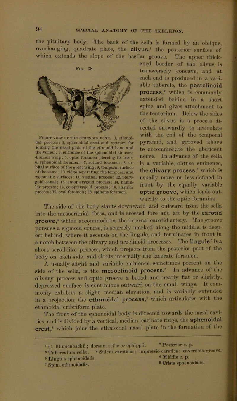 Fig. 38. the pituitary body. The back of tbe sella is formed by an oblique, overhanging, quadrate plate, the clivus,‘ the posterior surface of which extends the slope of the basilar groove. The upper thick- ened border of the clivus is transversely concave, and at each end is produced in a vari- able tubei’cle, the postclinoid process,^ which is commonly extended behind in a short spine, and gives attachment to the tentorium. Below the sides of the clivus is a process di- rected outwardly to articulate with the end of the temporal pjwamid, and grooved above to accommodate the abducent nerve. In advance of the sella is a variable, obtuse eminence, the olivary process,’ which is usually more or less defined in front by the equally variable optic groove, which leads out- wardly to the optic foramina. The side of the body slants downward and outward from the sella into the mesoeranial fossa, and is crossed fore and aft by the carotid groove,* which accommodates the internal carotid artery. Front view of the sphenoid bone. 1, ethmoi- dal process; 2, sphenoidal crest and rostrum for joining the nasal plate of the ethmoid bone and the vomer; 3, entrance of the sphenoidal sinuses; 4, small wing; 5, optic foramen piercing its base; 6, sphenoidal foramen; 7, rotund foramen; 8, or- bital surface of the great wing; 9, temporal surface of the same; 10, ridge separating the temporal and zygomatic surfaces; 11, vaginal process; 12, ptery- goid canal; 13, entopterygoid process; 14, hamu- lar process; 15. ectopterygoid process; 16, angular process; 17, oval foramen; 18, spinous foramen. The groove pursues a sigmoid course, is scarcely marked along the middle, is deep- est behind, where it ascends on the lingule, and terminates in front in a notch between the olivary and preclinoid processes. The lingule® is a short scroll-like process, which projects from the posterior part of the body on each side, and skirts internally the lacerate foramen. A usually slight and variable eminence, sometimes present on the side of the sella, is the mesoclinoid process.® In advance of the olivary process and optic groove a broad , and nearly flat or slightly, depressed surface is continuous outward on the small wings. It com- monly exhibits a slight median elevation, and is variabl}' extended in a projection, the ethmoidal process,’ which articulates with the ethmoidal cribriform plate. The front of the sphenoidal body is directed towards the nasal cavi- ties, and is divided by a vertical, median, carinate ridge, the sphenoidal crest,® which joins the ethmoidal nasal plate in the formation ot the 1 C. Blumenbachii; dorsum sellre or ephippii. ’ Posterior c. p. 8 Tuberculum sell®. * Sulcus caroticus; impressio carotica; cavernous groove. 8 Lingula sphenoidalis. ® Middle c. p. I Spina ethmoidalis. * Crista sphenoidalis.