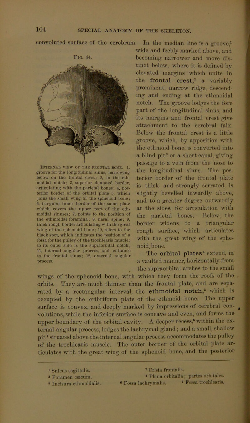 convoluted sux’face of the cerebrum. In the median line is a groove,^ wide and feebly marked above, and Pig- 44. becoming narrower and more dis- tinct below, where it is defined by elevated margins which unite in the frontal crest,^ a variably prominent, narrow I’idge, descend- ing and ending at the ethmoidal notch. The groove lodges the fore part of the longitudinal sinus, and its margins and frontal crest give attachment to the cerebral falx. Below the frontal crest is a little groove, which, b}^ apposition with the ethmoid bone, is converted into a blind pit® or a short canal, giving passage to a vein from the nose to the longitudinal sinus. The pos- terior border of the frontal plate is thick and strongly serrated, is slightly bevelled inwardly above, and to a greater degree outwardly at the sides, for articulation with the parietal bones. Below, the border widens to a triangular rough surface, which articulates with the great wing of the sphe- noid, bone. The orbital plates* extend, in a vaulted manner, horizontally from the supi'aorbital arches to the small wings of the sphenoid bone, with which they form the roofs of the orbits. They are much thinner than the frontal plate, and are sepa- rated by a rectangular inteiwal, the ethmoidal notch,“ which is occupied by the cribriform plate of the ethmoid bone. The upper surface is convex, and deeply marked by impi’essions of cerebral con- volutions, while the inferior surface is concave and even, and forms the upper boundary of the orbital cavity. A deeper recess,® within the ex- ternal angular process, lodges the lachiymal gland ; and a small, shallow pit ’ situated above the internal angular process accommodates the pulley of the trochlearis muscle. The outer border of the orbital plate ar- ticulates with the great wing of the sphenoid bone, and the posterior Internal view of the frontal bone. 1, groove for the longitudinal sinu.s, narrowing below on the frontal crest; 2, in the eth- moidal notch; 3, superior dentated border, articulating with the parietal bones; 4, pos- terior border of the orbital plate 5, which joins the small wing of the sphenoid bone: 6, irregular inner border of the same plate which covers the upper part of the eth- moidal sinuses; 7, points to the position of the ethmoidal foramina; 8, nasal spine; 9, thick rough border articulating with the great wing of the sphenoid bone; 10, refers to the black spot, which indicates the position of a fossa for the pulley of the trochlearis muscle; to its outer side is the supraorbital notch; 11, internal angular process, and entrance to the frontal sinus; 12, external angular process. * Sulcus sagittalis. ® Crista frontiilis. « Foramen coecum. * Plana orbitalia ; partes orbitalos. 0 Incisura ethmoidalis. ® Fossa lachrymalis. ’’ Fossa trochlearis.