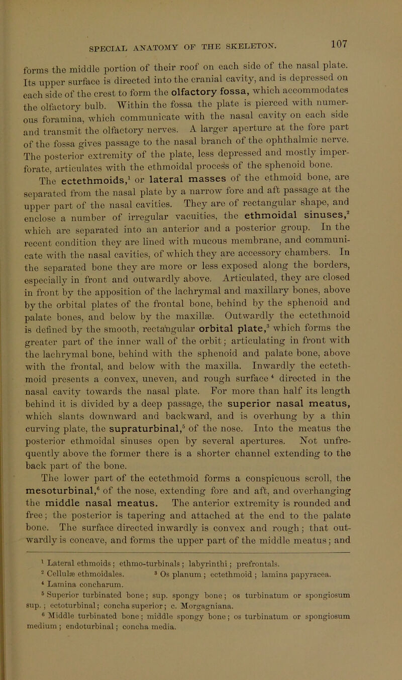 forms the middle portion of their roof on each side of the nasal plate. Its upper surfiice is directed into the cranial cavity, and is depressed on each side of the crest to form the olfactory fossa, which accommodates the olfactory bulb. Within the fossa the plate is pierced with numer- ous foramina, which communicate with the nasal cavity on each side and transmit the olfactory nerves. A lai-ger aperture at the fore part of the fossa gives passage to the nasal branch of the ophthalmic nerve. The posterior extremity of the plate, less depressed and mostly imper- forate, articulates with the ethmoidal process of the sphenoid bone. The ectethmoids,^ or lateral masses of the ethmoid bone, are separated from the nasal plate by a narrow fore and aft passage at the upper part of the nasal cavities. They are of rectangulai shape, and enclose a number of irregular vacuities, the ethmoidal sinuses, which are sepai’ated into an anterior and a posterior group. In the recent condition they are lined with mucous membrane, and communi- cate with the nasal cavities, of which they are accessory chambers. In the separated bone they are more or less exposed along the borders, especially in front and outwardly above. Articulated, they are closed in front by the apposition of the lachrymal and maxillary bones, above by the orbital plates of the frontal bone, behind by the sphenoid and palate bones, and below by the maxillse. Outwardly the ectethmoid is defined by the smooth, rectatigular orbital plate,® which forms the greater part of the inner wall of the orbit; articulating in front with the lachrymal bone, behind with the sphenoid and palate bone, above with the frontal, and below with the maxilla. Inwardly the ecteth- moid presents a convex, uneven, and rough surface directed in the nasal cavity towards the nasal plate. For more than half its length behind it is divided by a deep passage, the superior nasal meatus, which slants downward and backward, and is overhung by a thin curving plate, the supraturbinal,® of the nose. Into the meatus the posterior ethmoidal sinuses open by several apertures. ISTot unfre- quently above the former there is a shorter channel extending to the back part of the bone. The lower part of the ectethmoid forms a conspicuous scroll, the mesoturbinal,® of the nose, extending fore and aft, and overhanging the middle nasal meatus. The anterior extremity is rounded and free; the posterior is tapering and attached at the end to the palate bone. The surface directed inwardly is convex and rough; that out- wai’dly is concave, and forms the upper part of the middle meatus; and ' Lateral ethmoids; elhmo-turbinals ; labyrinth!; prefrontals. ^ CelluliB ethmoidales. * Os planum ; ectethmoid ; lamina papyracea. ‘ Lamina concharum. ® Superior turbinated bone; sup. spongy bone; os turbinatum or spongiosum sup.; ectoturbinal; concha superior; c. Morgagniana. *■> Middle turbinated bone; middle spongy bone; os turbinatum or spongiosum medium ; endoturbinal; concha media.