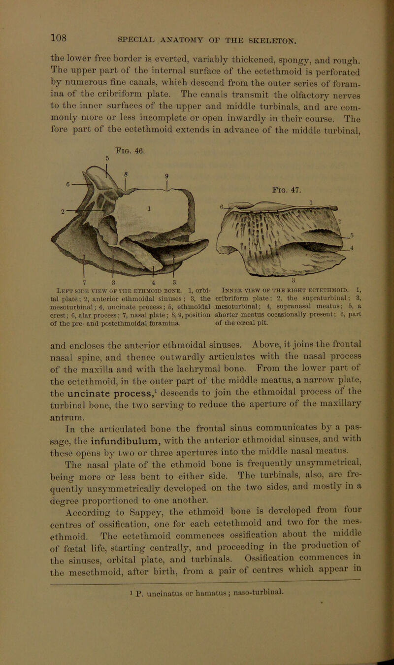 the lower free border is everted, variably thickened, spongy, and rough. The upper part of the internal surface of the ectethmoid is perforated by numerous fine canals, which descend from the outer series of foram- ina of the cribriform plate. The canals transmit the olfactory nerves to the inner surfaces of the upper and middle turbinals, and are com- monly more or less incomplete or open inwardly in their course. The fore part of the ectethmoid extends in advance of the middle turbinal. Fig. 46. 5 tal plate; 2, anterior ethmoidal sinuses ; 3, the cribriform plate; 2, the supraturbinal; 3, mesoturbinal; 4, uncinate process; 5, ethmoidal mesoturbinal; 4, supranasal meatus; 5, a crest: 6, alar process; 7, nasal plate; 8,9, position shorter meatus occasionally present; 6, part of the pre- and postethmoidal foramina. of the coecal pit. and encloses the anterior ethmoidal sinuses. Above, it joins tbe frontal nasal spine, and thence outwardly articulates with the nasal process of the maxilla and with the lachrymal bone. From the lower part of the ectethmoid, in the outer part of the middle meatus, a narrow plate, tbe uncinate process/ descends to join the ethmoidal process of the turbinal bone, the two serving to reduce the aperture of the maxillary antrum. In the articulated bone the frontal sinus communicates by a pas- sage, the infundibulum, with the anterior ethmoidal sinuses, and with these opens by two or three apertures into the middle nasal meatus. The nasal plate of the ethmoid bone is frequently unsymmetrical, being more or less bent to either side. The turbinals, also, are fre- quently unsymmetrically developed on the two sides, and mostly in a degree proportioned to one another. According to Sappey, the ethmoid bone is developed from four centres of ossification, one for each ectethmoid and two for the mes- ethmoid. The ectethmoid commences ossification about the middle of foetal life, starting centrally, and proceeding in the production of the sinuses, orbital plate, and turbinals. Ossification commences in the mesethmoid, after birth, from a pair of centres which appear in * P. uncintitus or hainiitus; naso-turbiiuil.