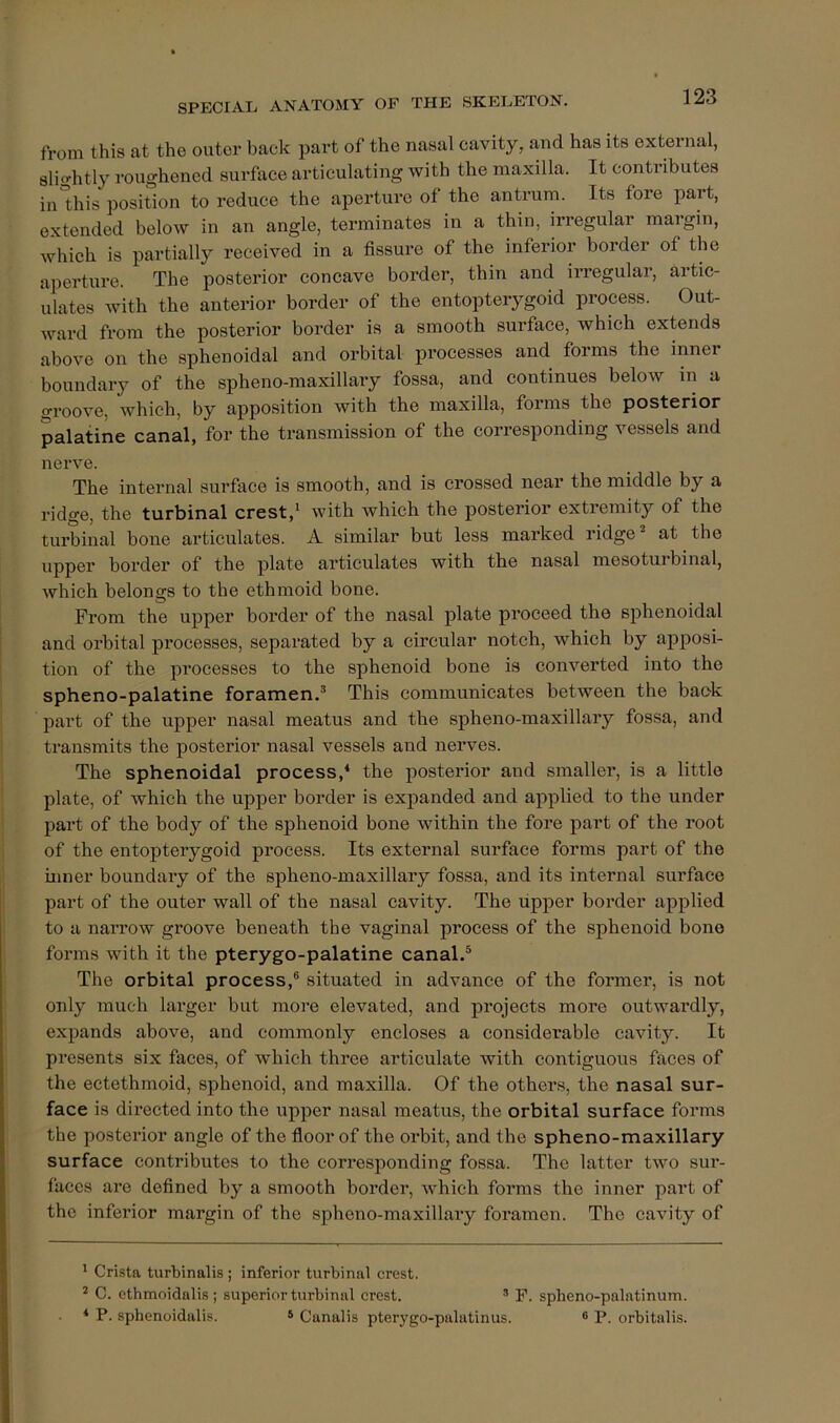 from this at the outer back part of the nasal cavity, and has its external, slightly roughened surface articulating with the maxilla. It contributes in this position to reduce the aperture of the antrum. Its fore part, extended below in an angle, terminates in a thin, ^regular margin, which is partially received in a fissure of the inferior border of the aperture. The posterior concave border, thin and irregular, artic- ulates with the anterior border of the entopterygoid process. Out- ward from the posterior border is a smooth surface, which extends above on the sphenoidal and orbital processes and forms the inner boundary of the spheno-maxillary fossa, and continues below in a groove, which, by apposition with the maxilla, forms the posterior palatine canal, for the transmission of the corresponding vessels and nerve. The internal surface is smooth, and is crossed near the middle by a ridge, the turbinal crest,' with which the posterior extremity of the turbinal bone articulates. A similar but less marked ridge' at the upper border of the plate articulates with the nasal mesoturbinal, which belongs to the ethmoid bone. From the upper border of the nasal plate proceed the sphenoidal and orbital processes, separated by a circular notch, which by apposi- tion of the processes to the sphenoid bone is converted into the spheno-palatine foramen.' This communicates between the back part of the upper nasal meatus and the spheno-maxillary fossa, and transmits the posterior nasal vessels and nerves. The sphenoidal process,* the posterior and smaller, is a little plate, of which the upper border is expanded and applied to the under part of the body of the sphenoid bone within the fore part of the root of the entopterygoid process. Its external surface forms part of the inner boundary of the spheno-maxillary fossa, and its internal surface part of the outer wall of the nasal cavity. The upper border applied to a narrow groove beneath the vaginal process of the sphenoid bone forms with it the pterygo-palatine canal.' The orbital process,® situated in advance of the former, is not only much larger but more elevated, and projects more outwai'dly, expands above, and commonly encloses a considerable cavity. It presents six faces, of which three articulate with contiguous faces of the ectethmoid, sphenoid, and maxilla. Of the others, the nasal sur- face is directed into the upper nasal meatus, the orbital surface forms the posterior angle of the fioor of the orbit, and the spheno-maxillary surface contributes to the corresponding fossa. The latter two sur- faces are defined by a smooth border, which forms the inner part of the inferior margin of the spheno-maxillary foramen. The cavity of * Crista turbinalis ; inferior turbinal crest. ' C. ethmoidalis ; superior turbinal crest. ’ P. spheno-palatinum. ‘ P. sphenoidalis. * Canalis pterygo-palatinus. ® P. orbitalis.