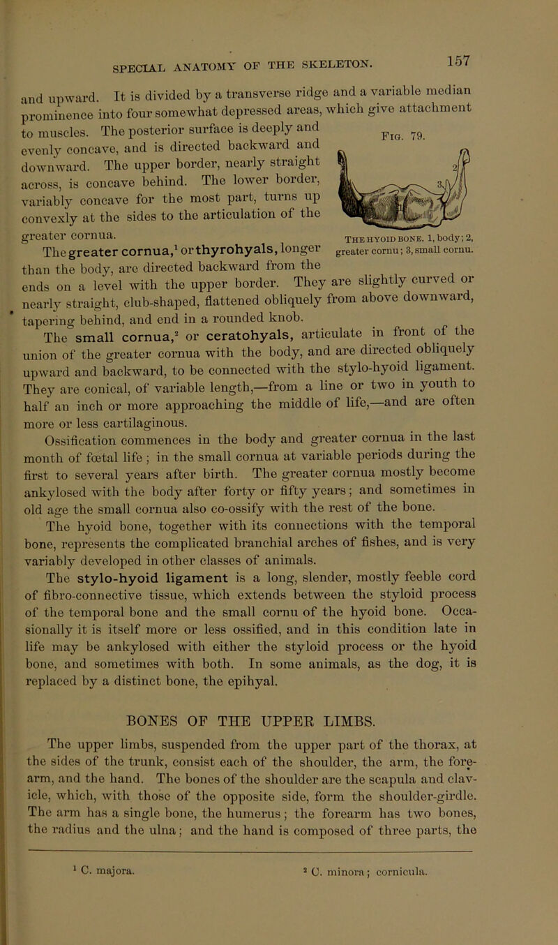 The hyoid bone. 1, body; 2, greater cornu; 3,small cornu. SPECIAL ANATOMY OP THE SKELETON. and upward. It is divided by a transverse ridge and a variable median prominence into four somewhat depressed areas, which give attachment to muscles. The posterior surface is deeply and evenly concave, and is directed backward and downward. The upper border, nearly straight across, is concave behind. The lower border, variably concave for the most part, tuims up convexly at the sides to the articulation of the greater cornua. The greater cornua,' or thyrohyals, longer than the body, are directed backward from the ends on a level with the upper border. They are slightly curved or nearly straight, club-shaped, flattened obliquely from above downward, tapering behind, and end in a rounded knob. The small cornua,’* or ceratohyals, articulate in front of the union of the greater cornua with the body, and are directed obliquely upward and backward, to be connected with the stylo-hyoid ligament. They are conical, of variable length,—from a line or two in youth to half an inch or more approaching the middle of life,—and are often more or less cartilaginous. Ossification commences in the body and greater cornua in the last month of foetal life ; in the small cornua at variable periods during the first to several years after birth. The greater cornua mostly become ankylosed with the body after forty or fifty years; and sometimes in old age the small cornua also co-ossify with the rest of the bone. The hyoid bone, together with its connections with the temporal bone, represents the complicated branchial arches of fishes, and is very variably developed in other classes of animals. The stylo-hyoid ligament is a long, slender, mostly feeble cord of fibro-connective tissue, which extends between the styloid process of the temporal bone and the small cornu of the hyoid bone. Occa- sionally it is itself more or less ossified, and in this condition late in life may be ankylosed with either the styloid process or the hyoid bone, and sometimes with both. In some animals, as the dog, it is replaced by a distinct bone, the epihyal. BONES OF THE UPPER LIMBS. The upper limbs, suspended from the upper part of the thorax, at the sides of the trunk, consist each of the shoulder, the arm, the fore- arm, and the hand. The bones of the shoulder are the scapula and clav- icle, which, with those of the opposite side, form the shoulder-girdle. The aiTn has a single bone, the humerus; the forearm has two bones, the radius and the ulna; and the hand is composed of three parts, the * C. majora. ’ C. minora ; cornicula.